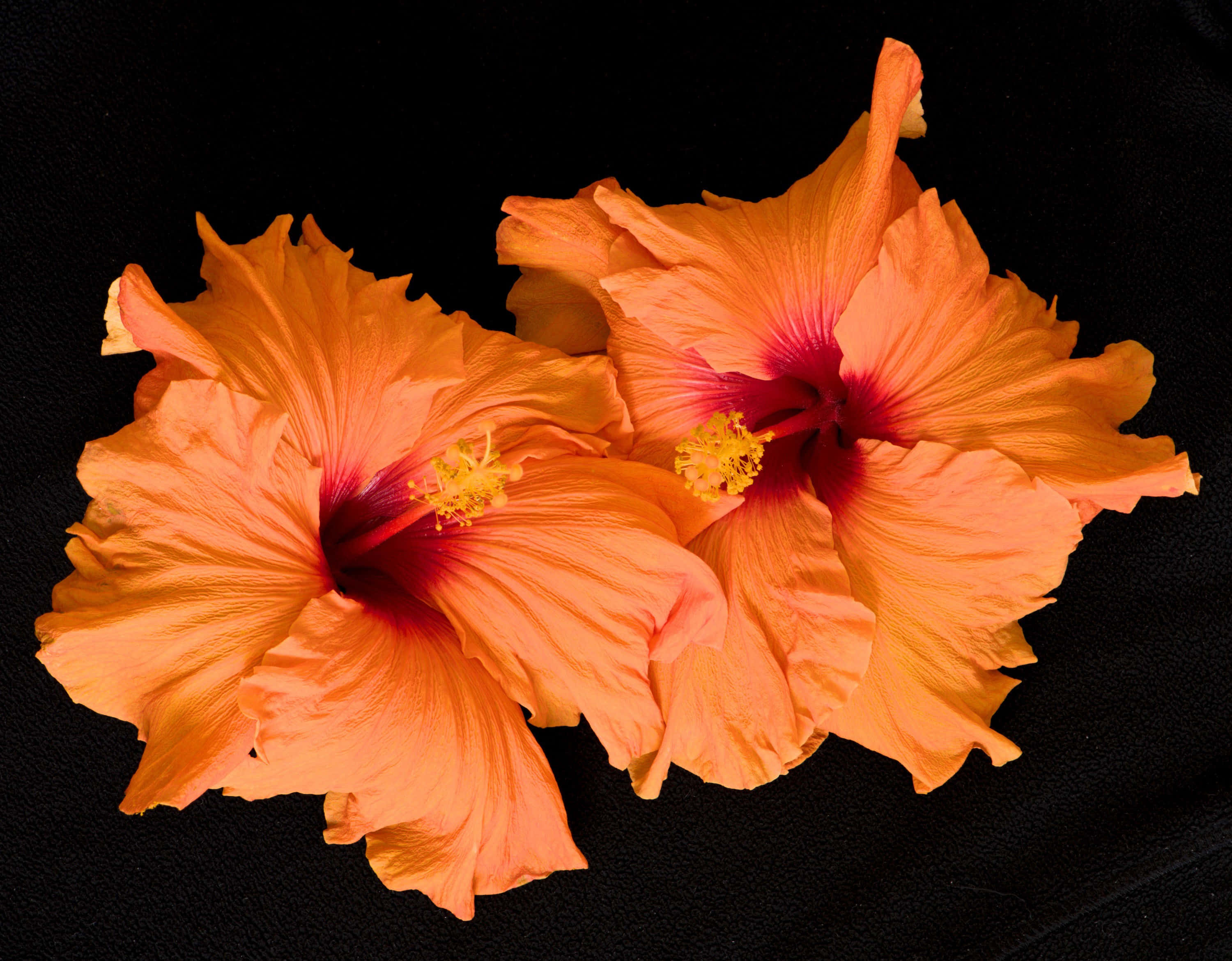两朵橙色木槿花 壁纸