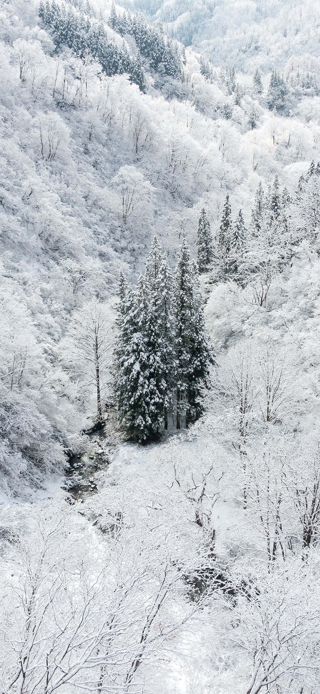 享受冬日雪景 iPhone 壁纸