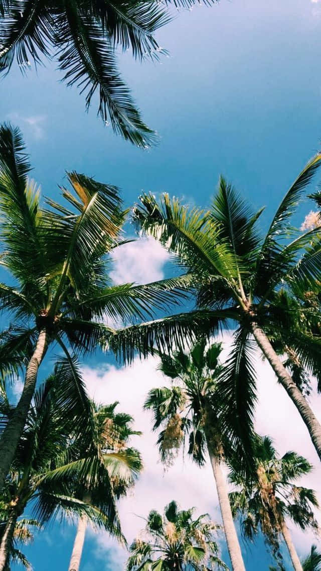 享受加州夏日的金色阳光 壁纸