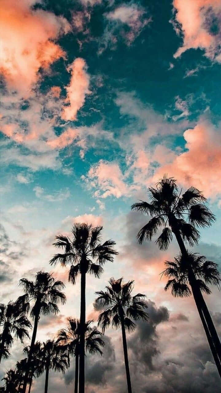 享受温暖的夏日阳光 壁纸