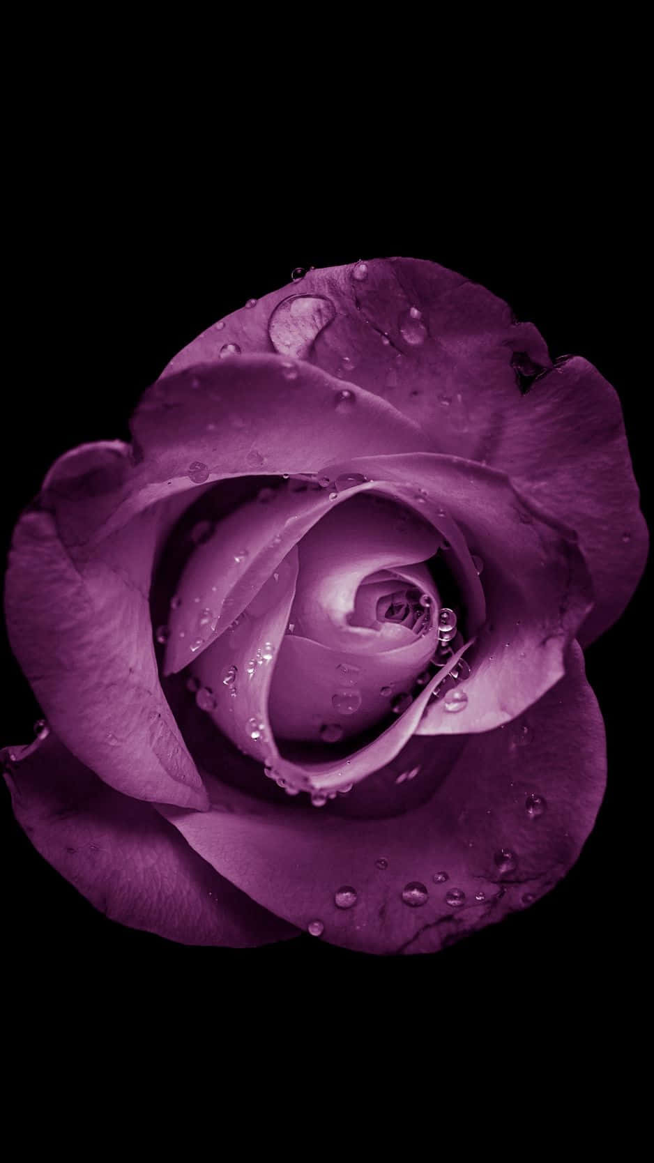 享受自然之美，Flower iPhone 带您领略花卉艺术 壁纸