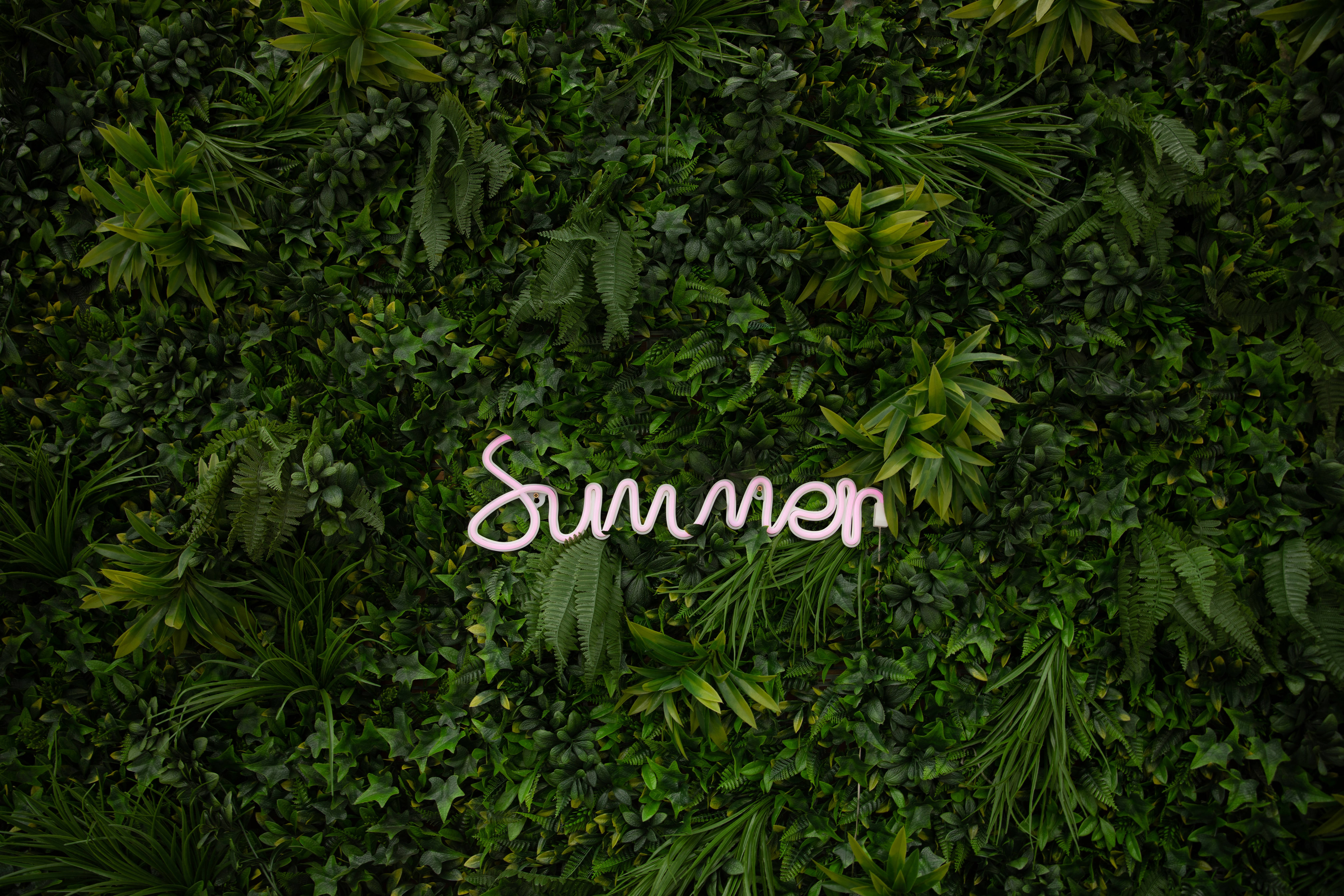 享受这个夏天！ 壁纸