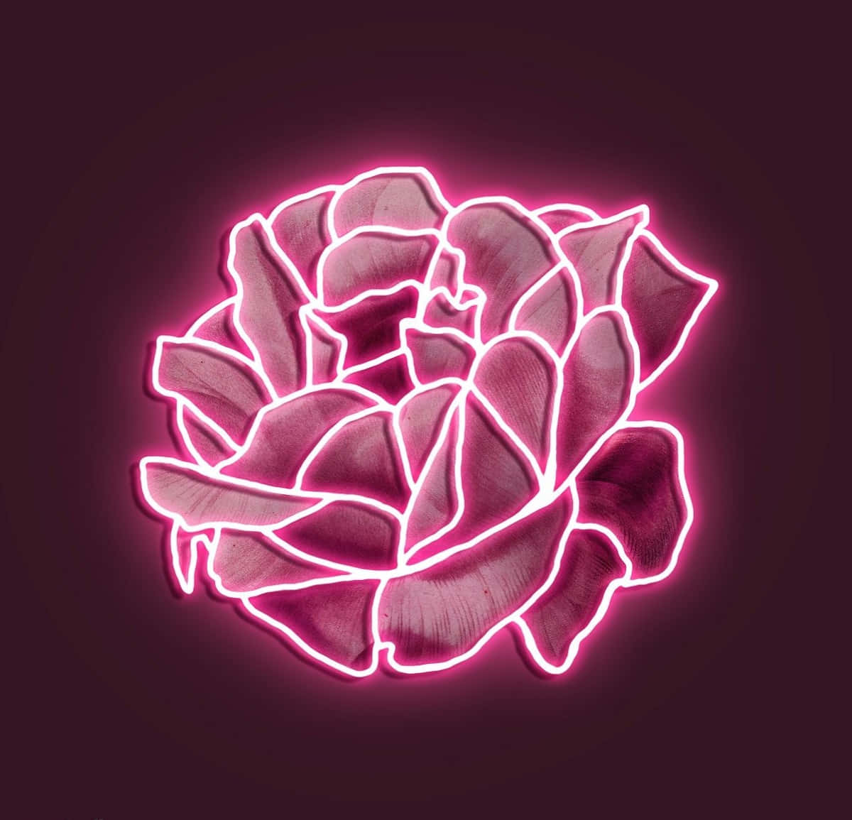 享受霓虹粉的明亮氛围💗 壁纸