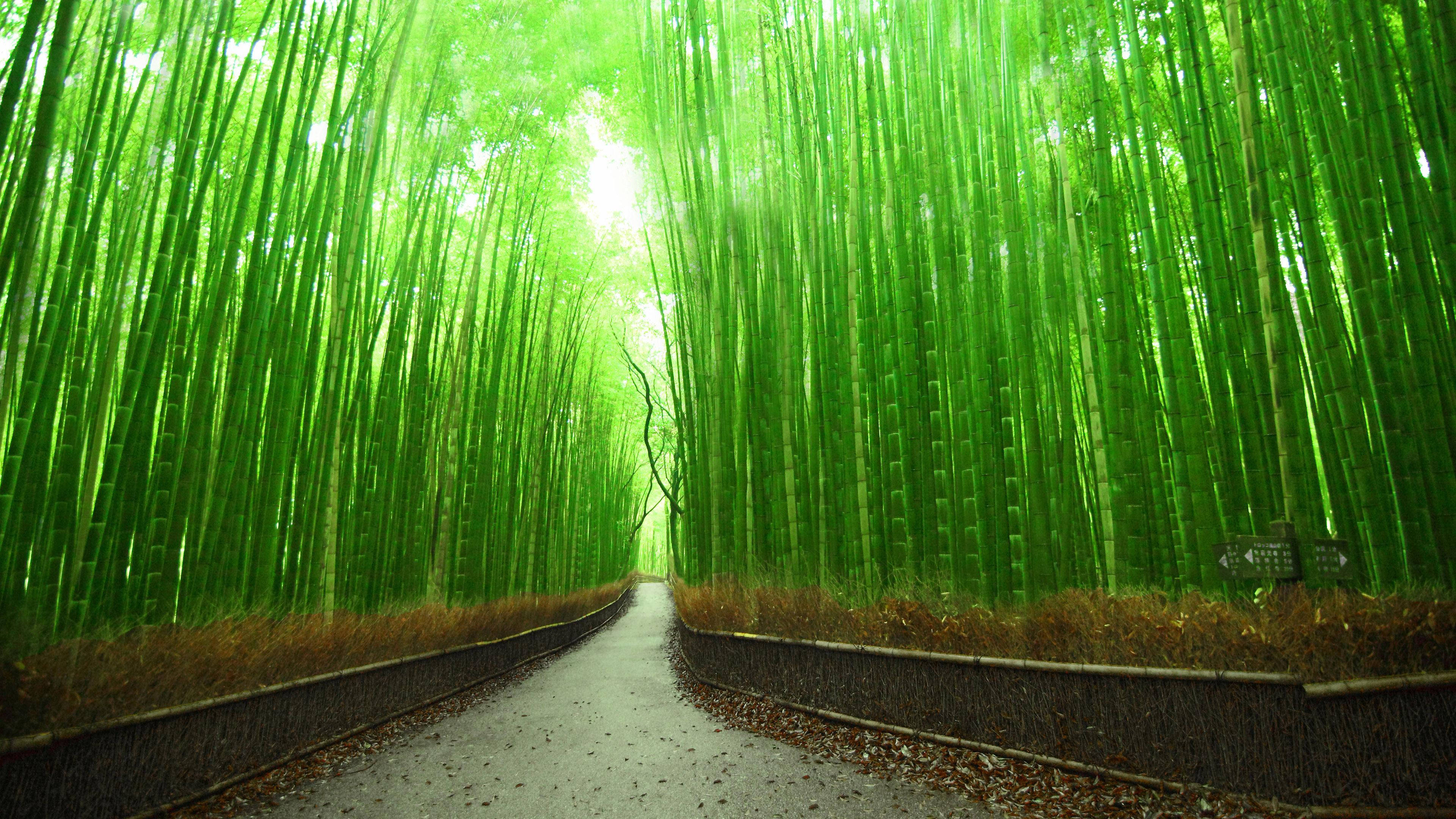 京都竹林小径4K 壁纸