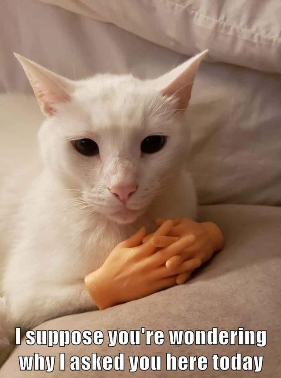 “人生苦短，不如当只猫！” 壁纸