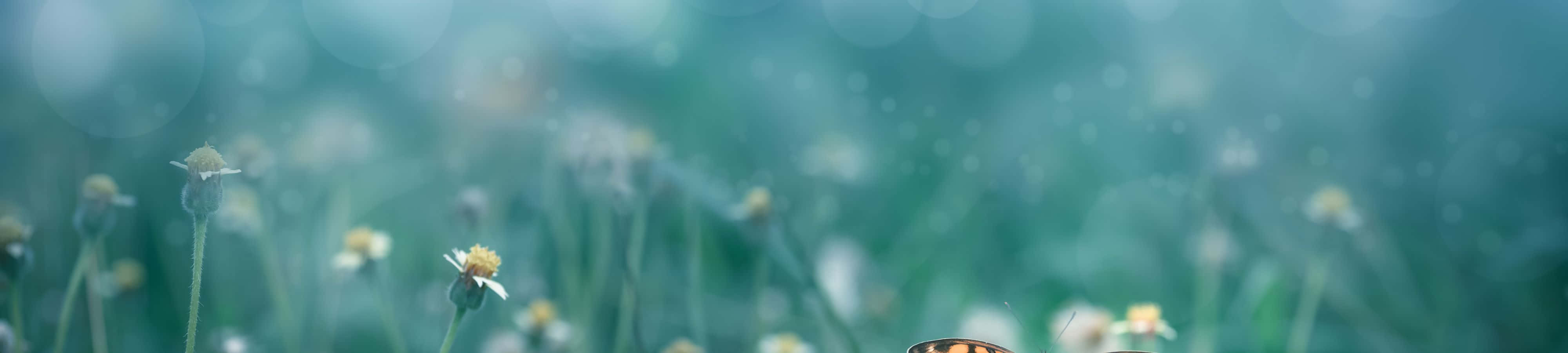 从自然中汲取灵感 壁纸