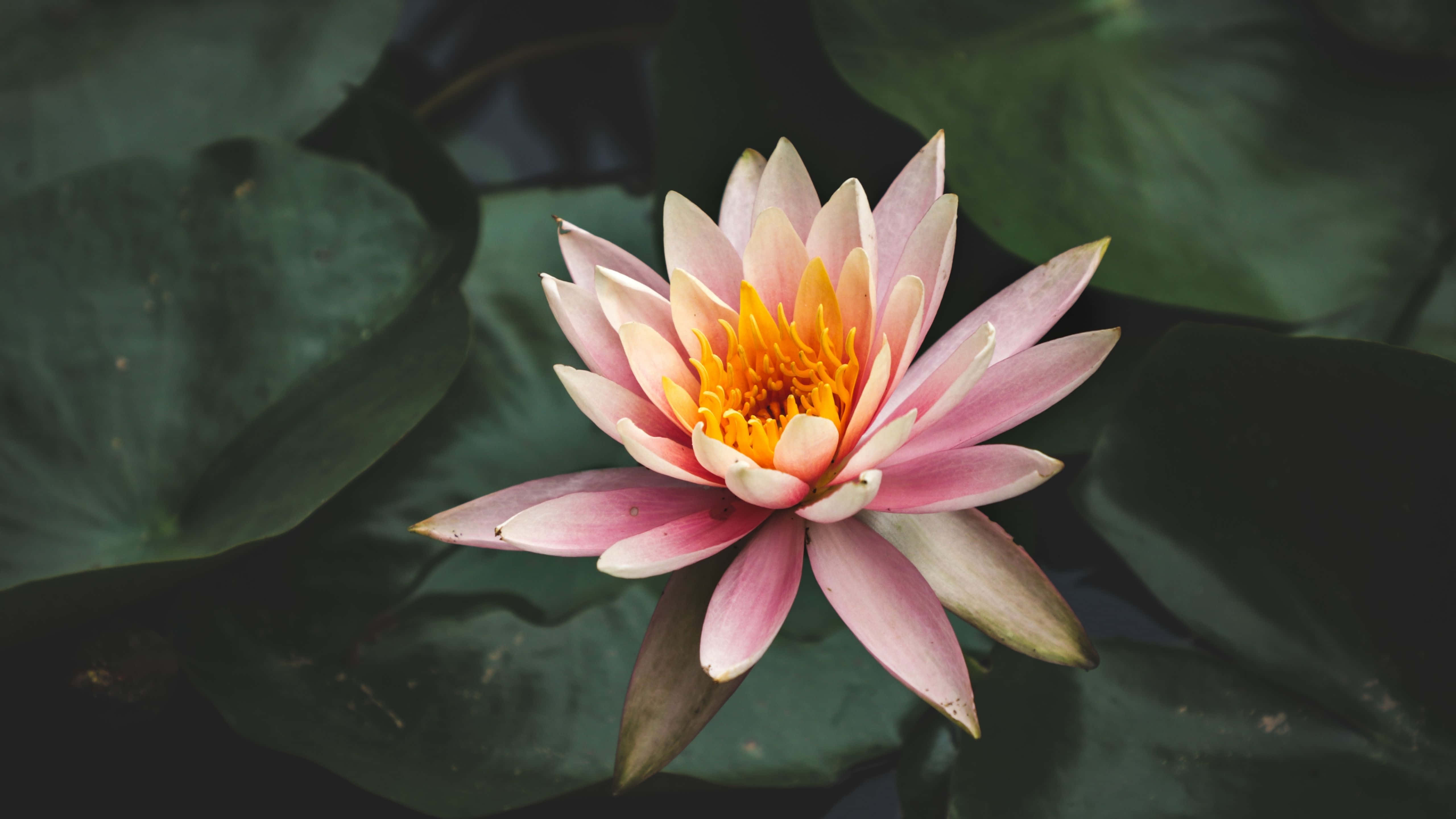 令人叹为观止的自然美景 壁纸