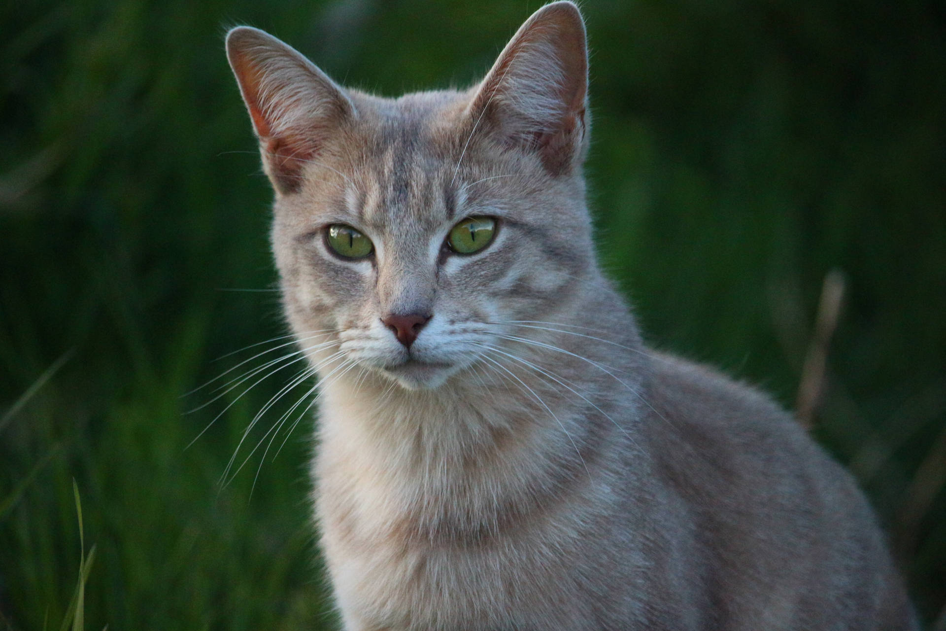 预览壁纸 猫，脸，眼睛
