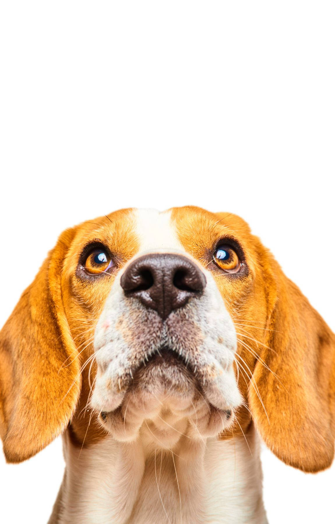 仰望的比格犬头部特写 壁纸