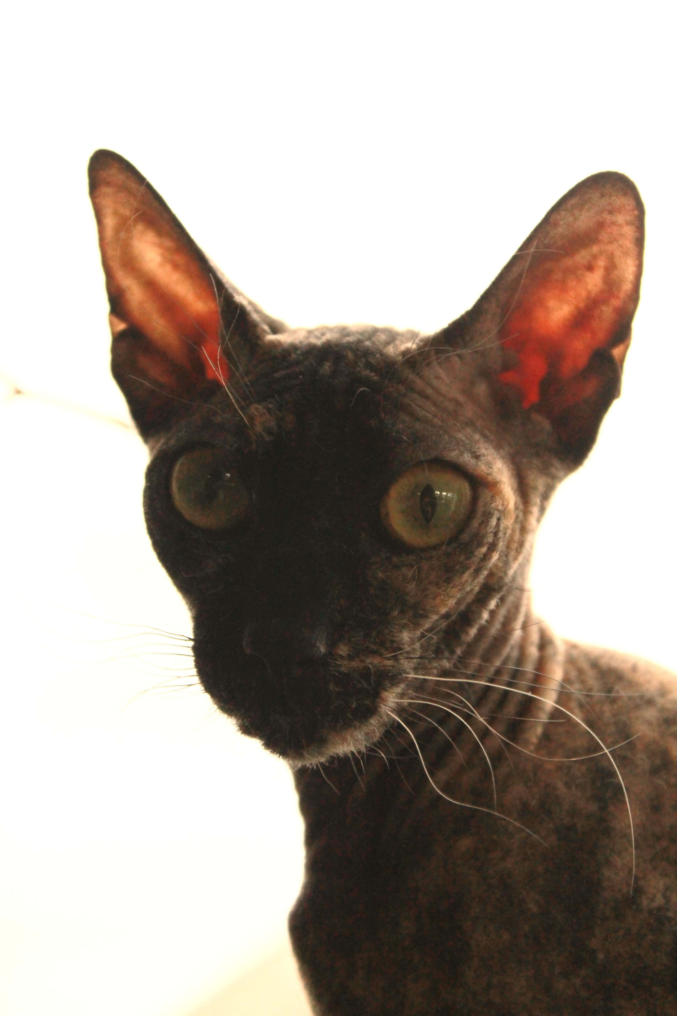 优雅休息的乌克兰列夫科伊猫 壁纸