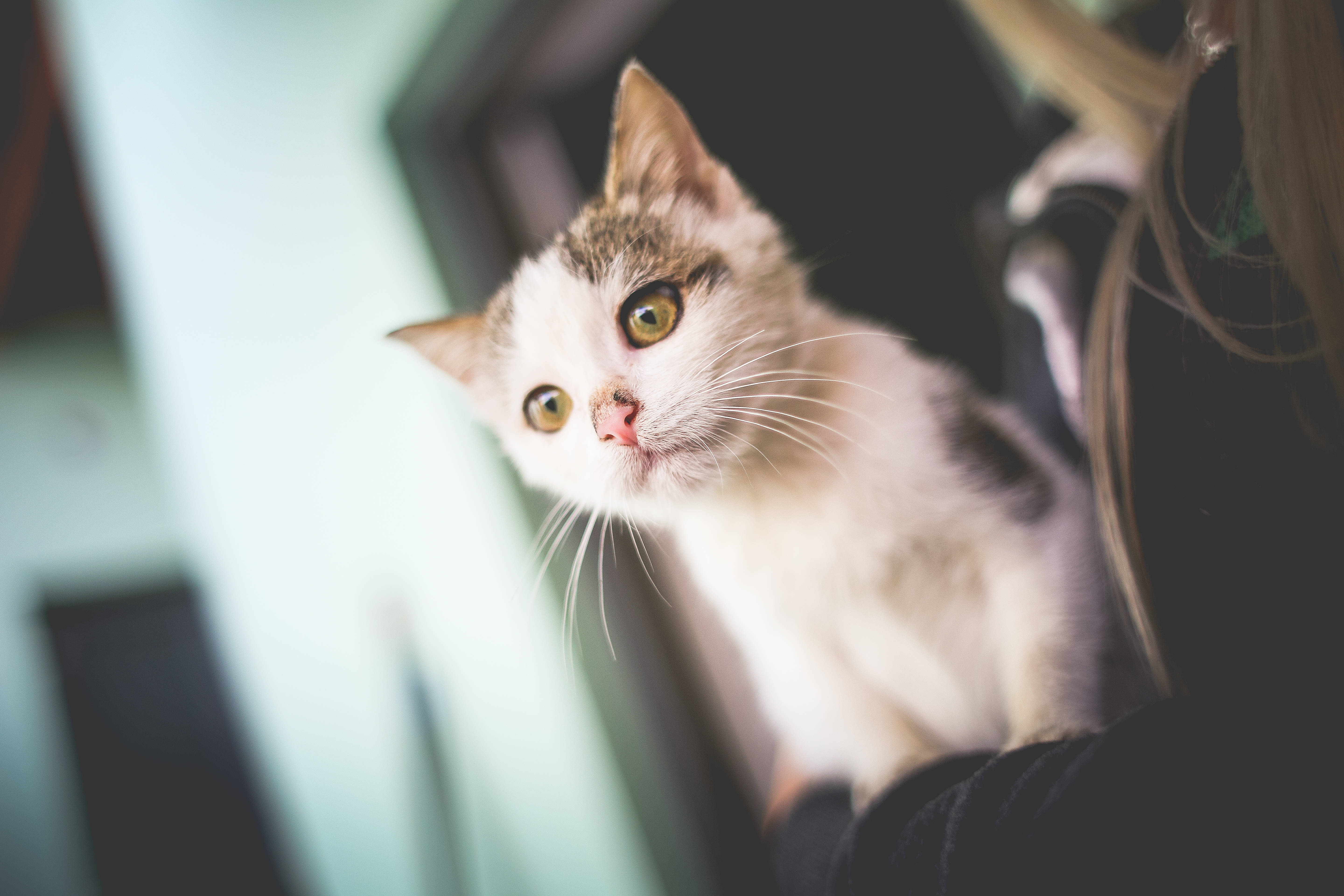 优雅猫咪的迷人之美 壁纸