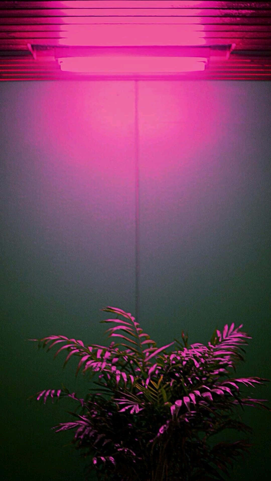 体验霓虹美学的乐趣！ 壁纸