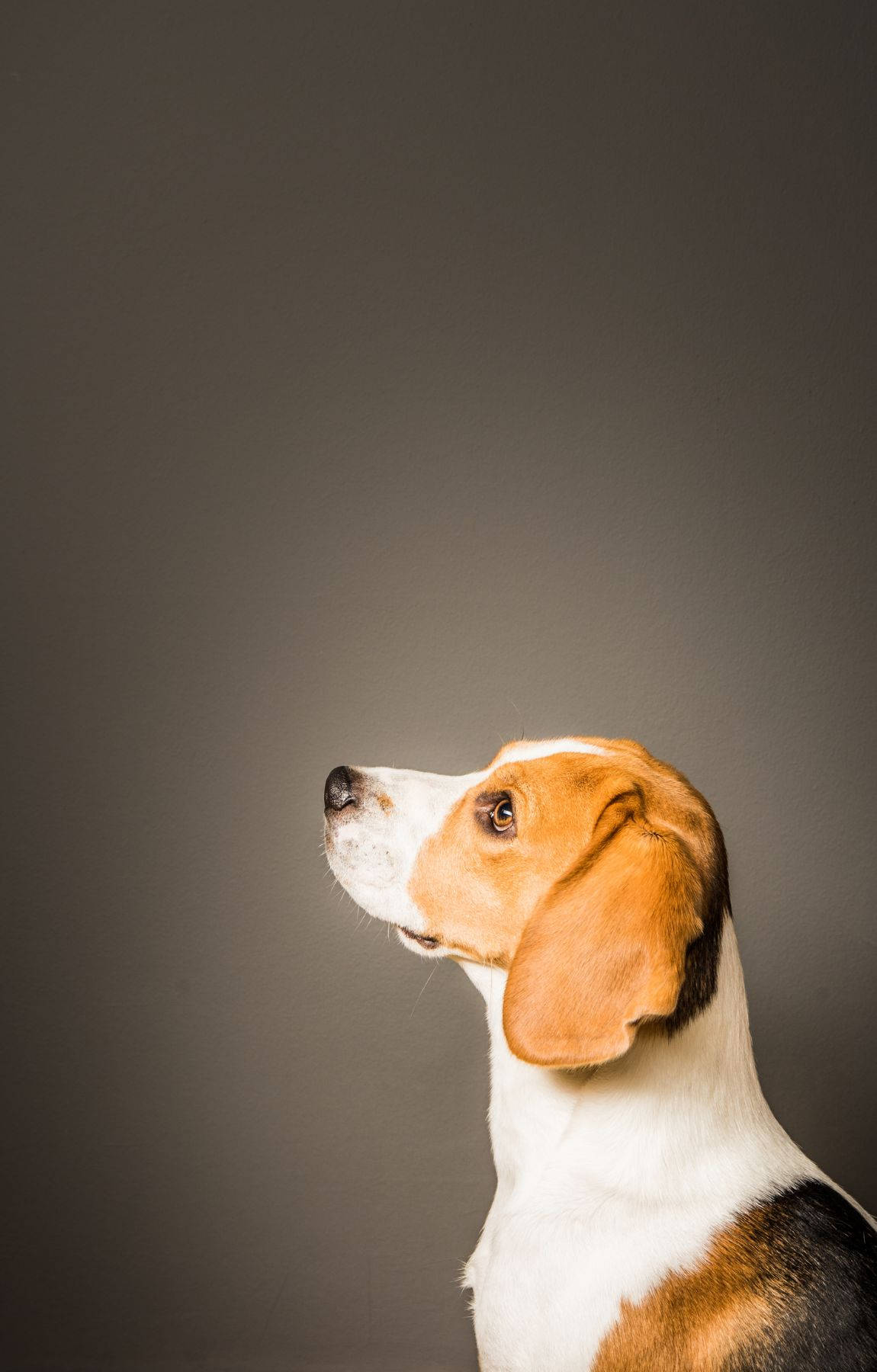 侧视角度的比格犬 壁纸