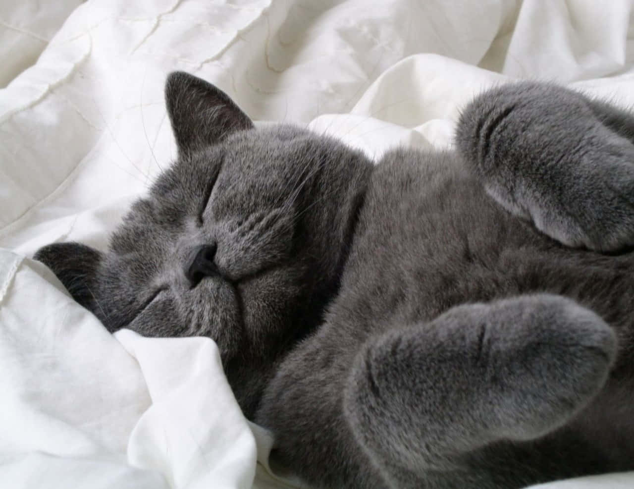 俄罗斯蓝猫灰色睡猫图片 壁纸