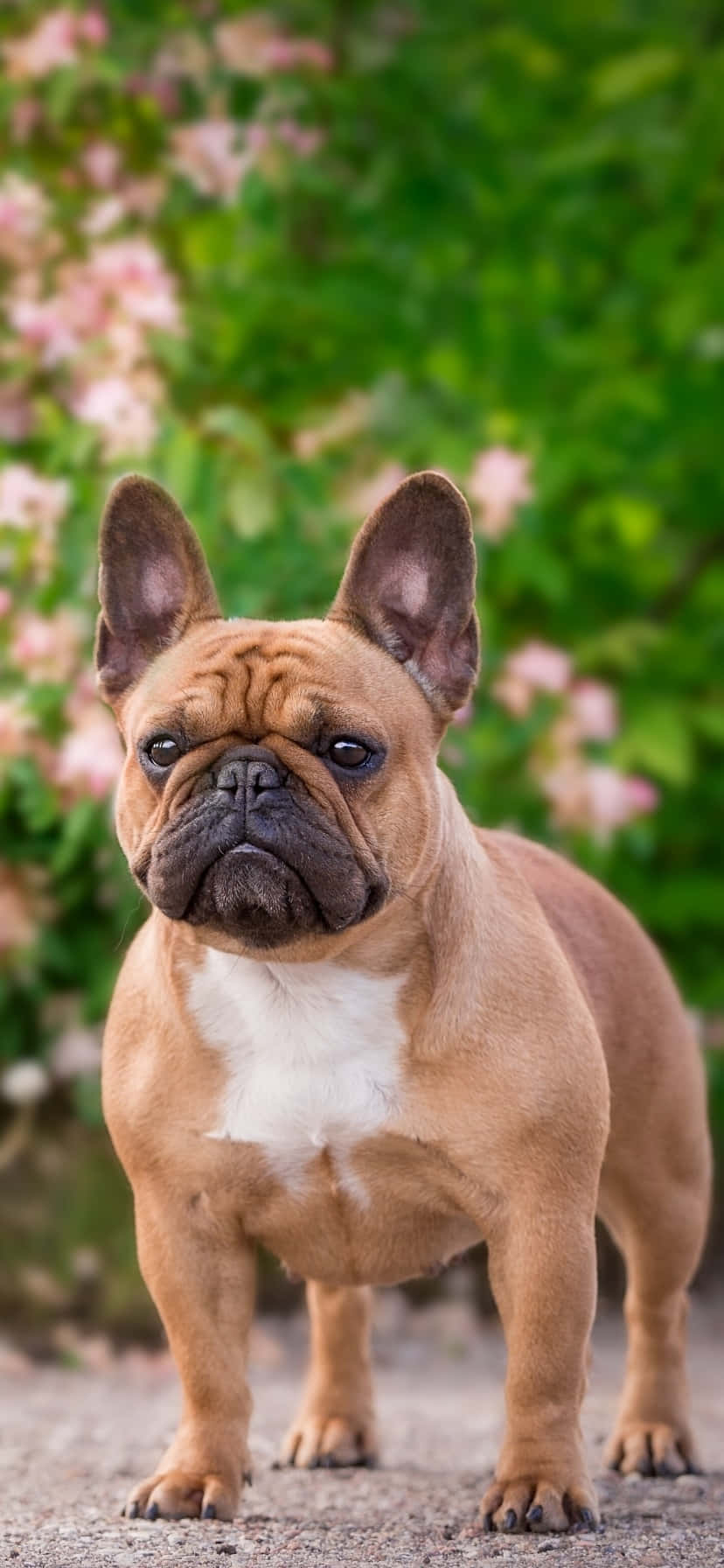 公园里的法国斗牛犬 壁纸