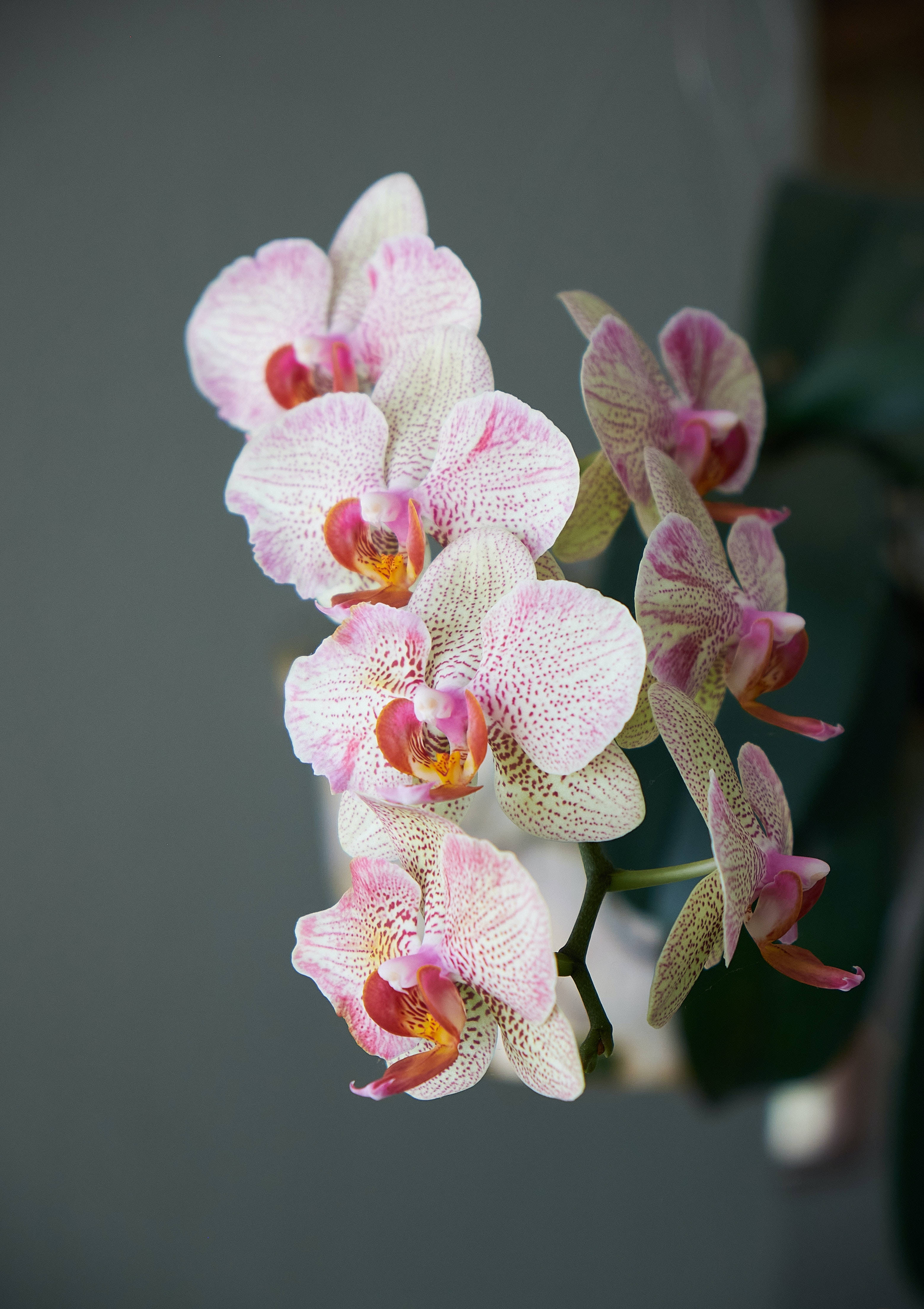 兰花植物美学 壁纸