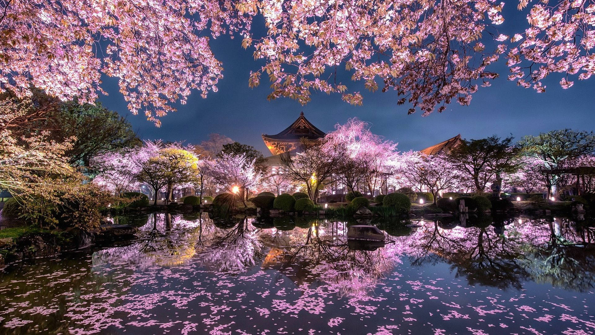 日本樱花 — 樱花 壁纸