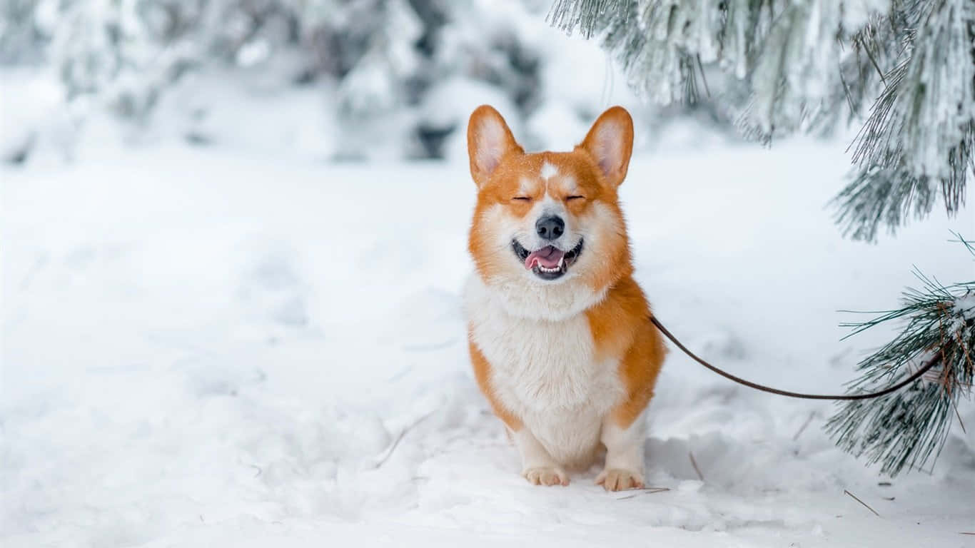 冬日柯基犬 壁纸