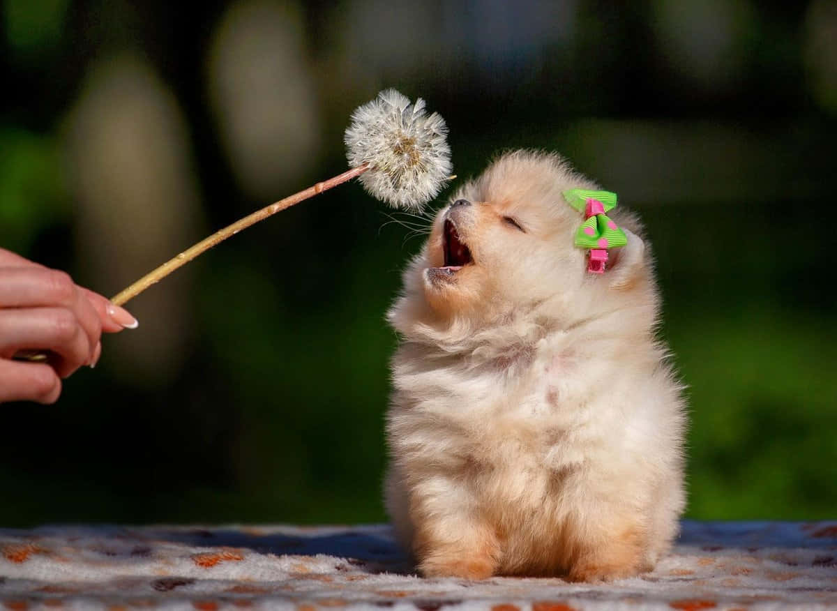 博美犬可爱图片 壁纸
