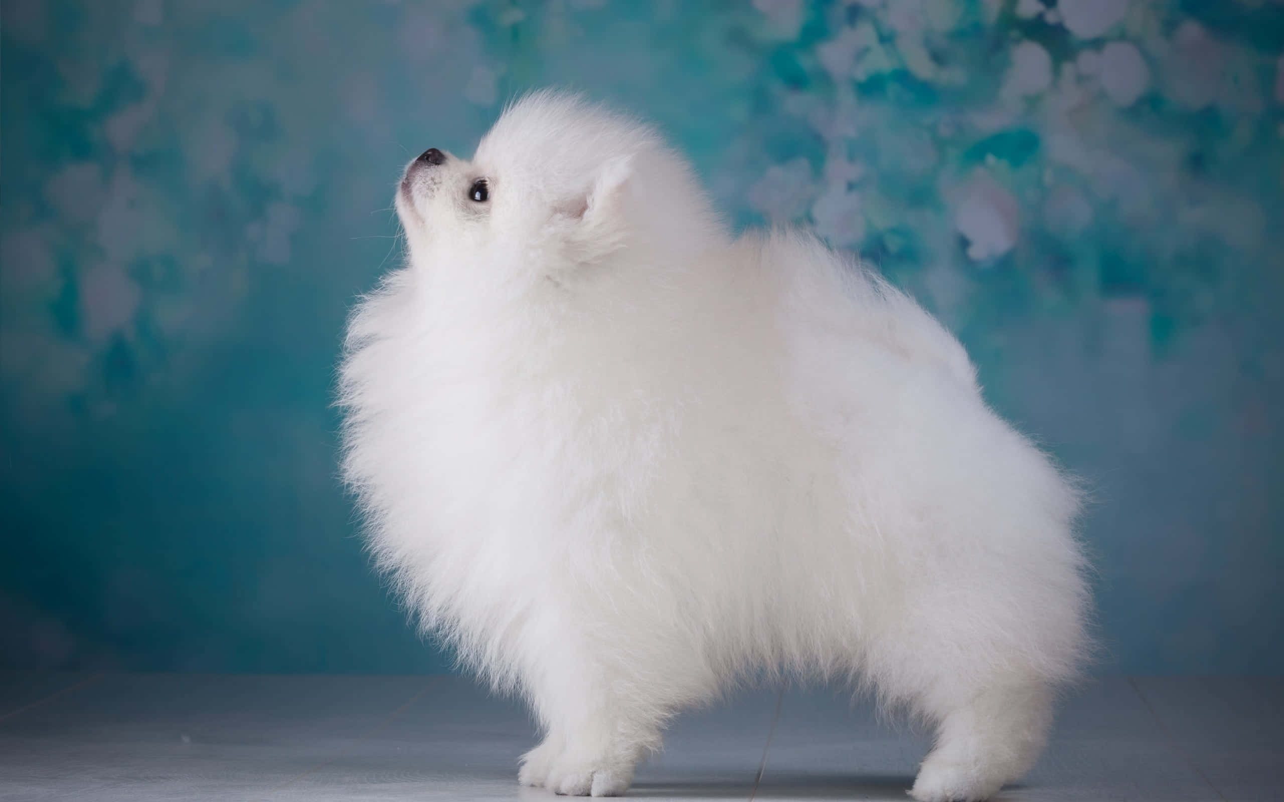博美犬美学 壁纸