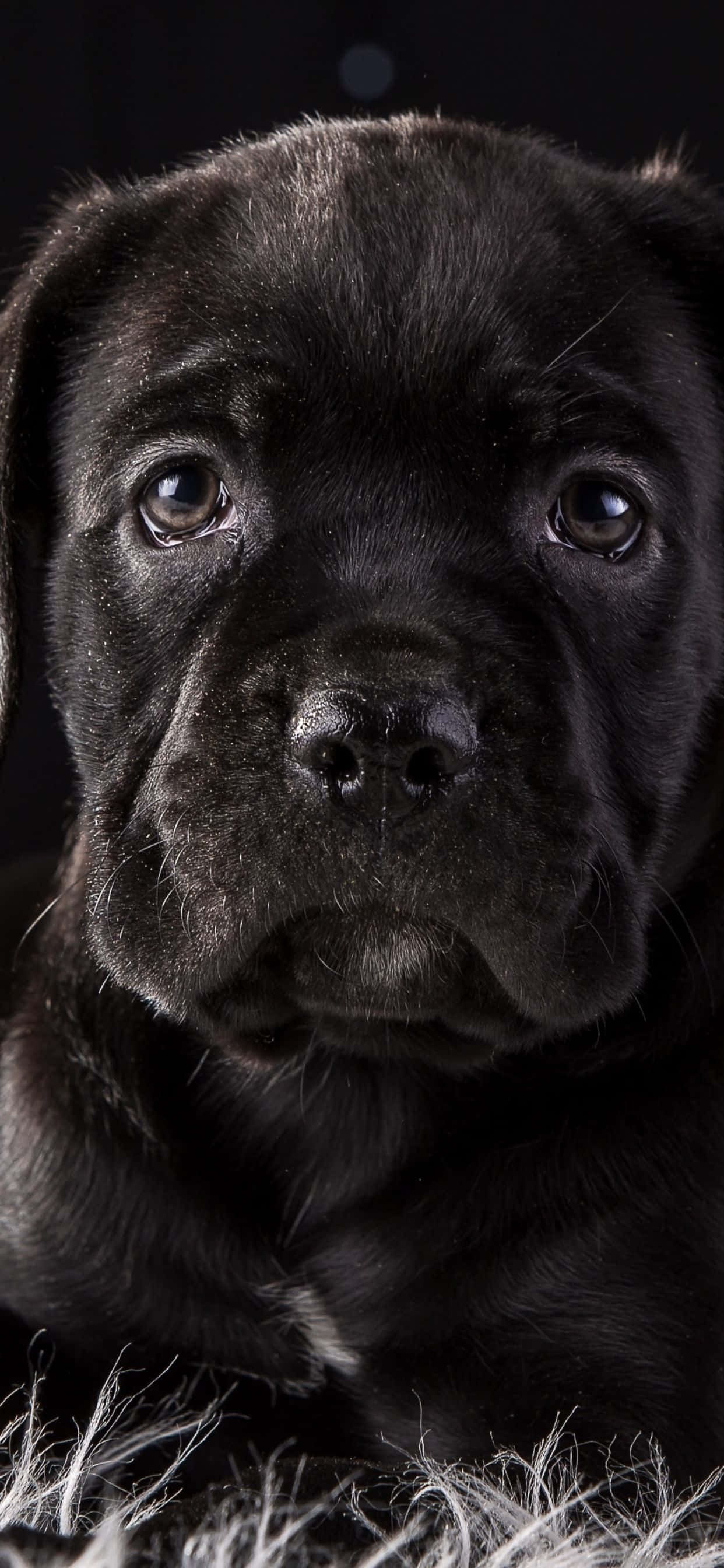 卡斯罗犬——忠诚而充满爱的犬种 壁纸