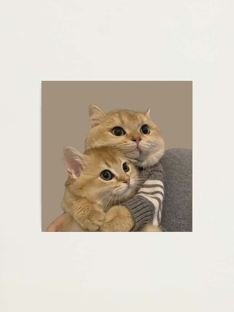 双猫和谐 - 配对猫咪头像 壁纸