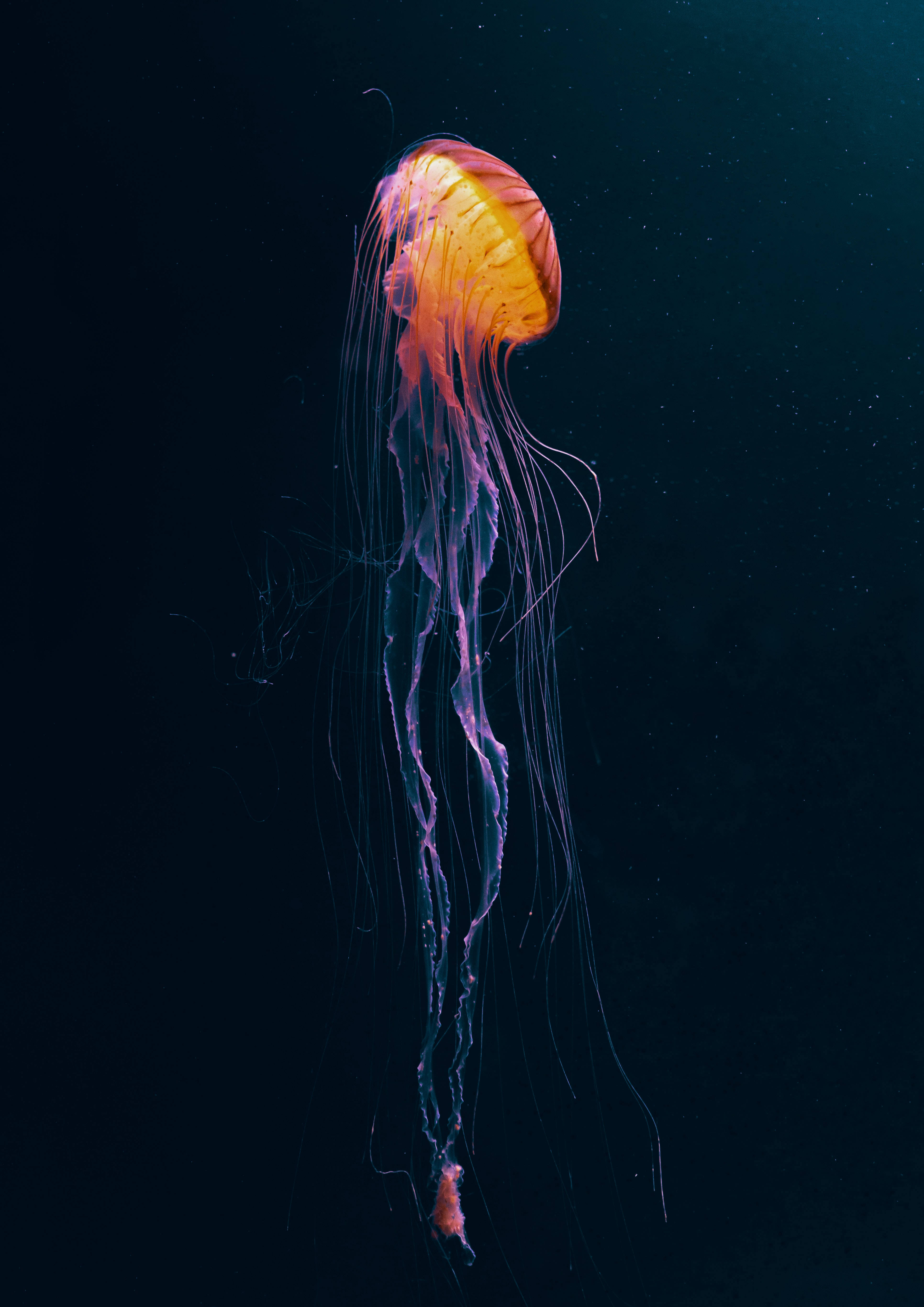 发光深海生物暗黑动漫 壁纸