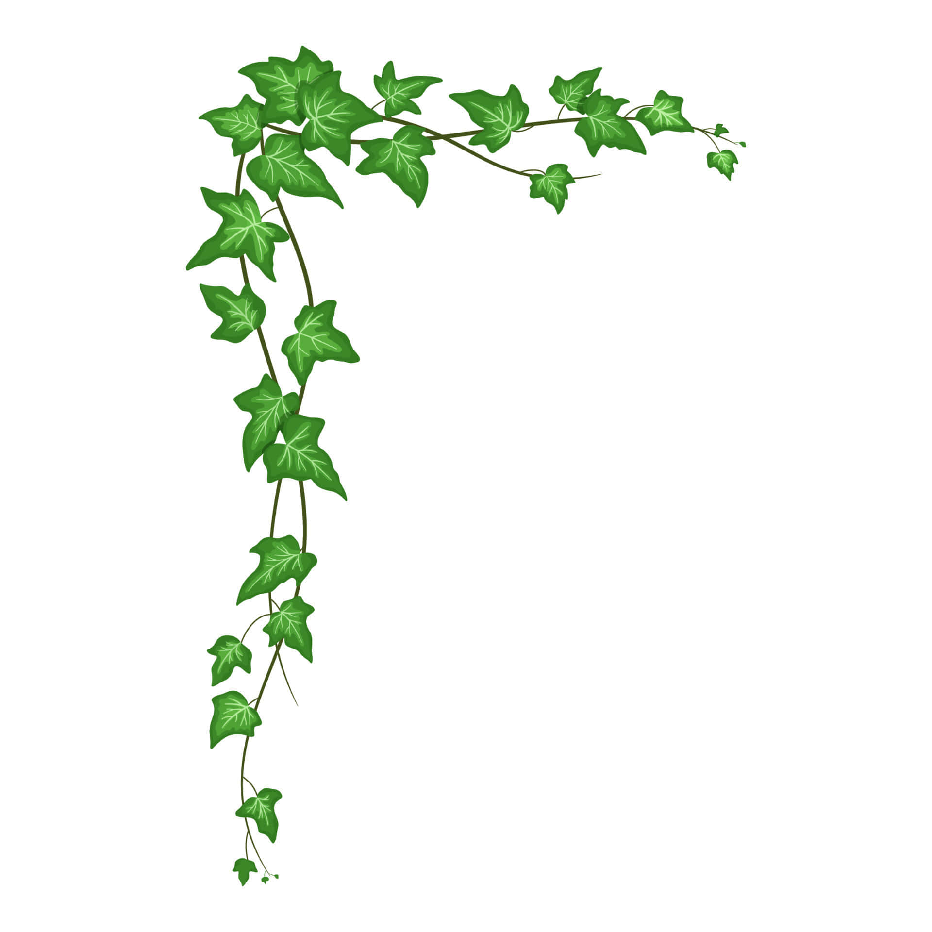 发挥创意——分享你的藤蔓，表达自我！ 壁纸