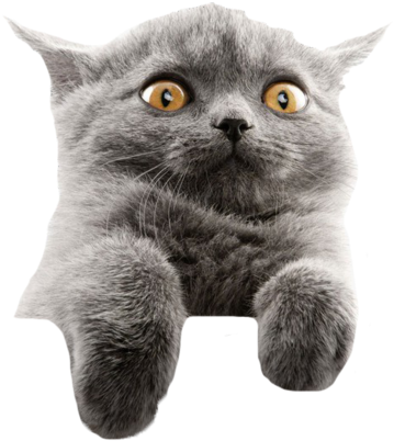 受惊灰色猫咪表情包 壁纸