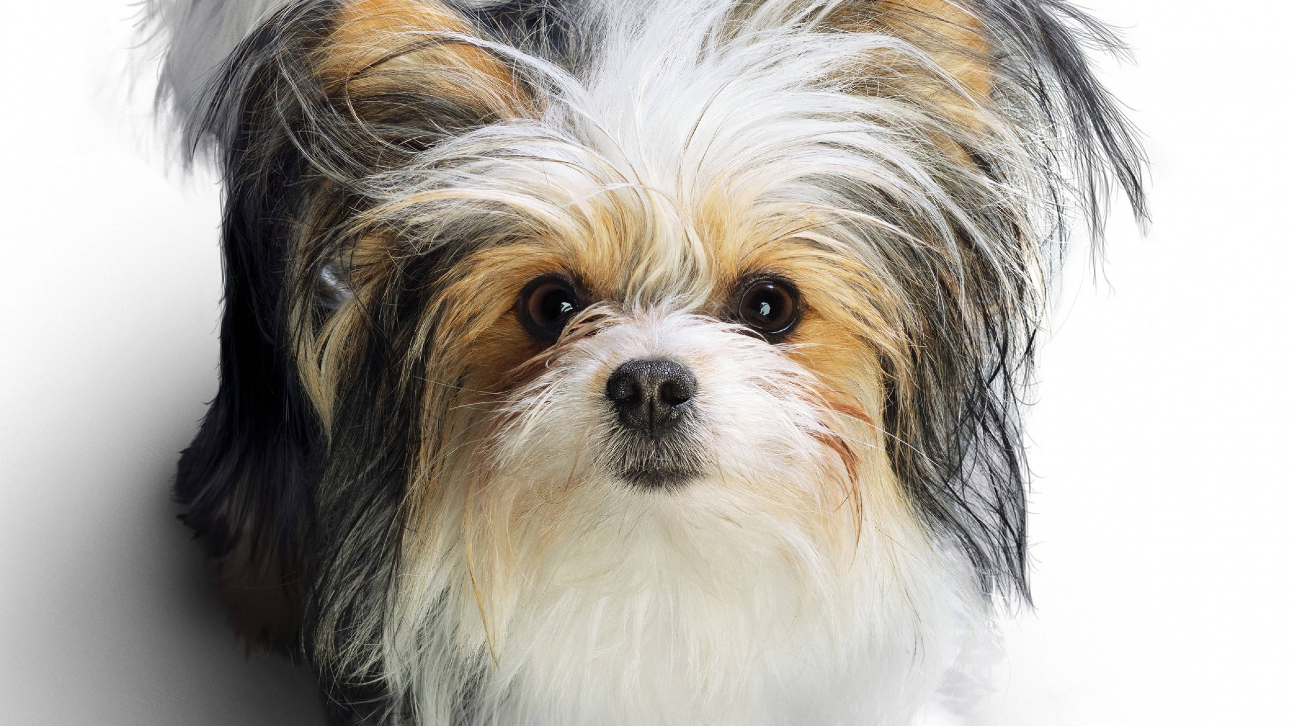 可爱三色梗犬 壁纸