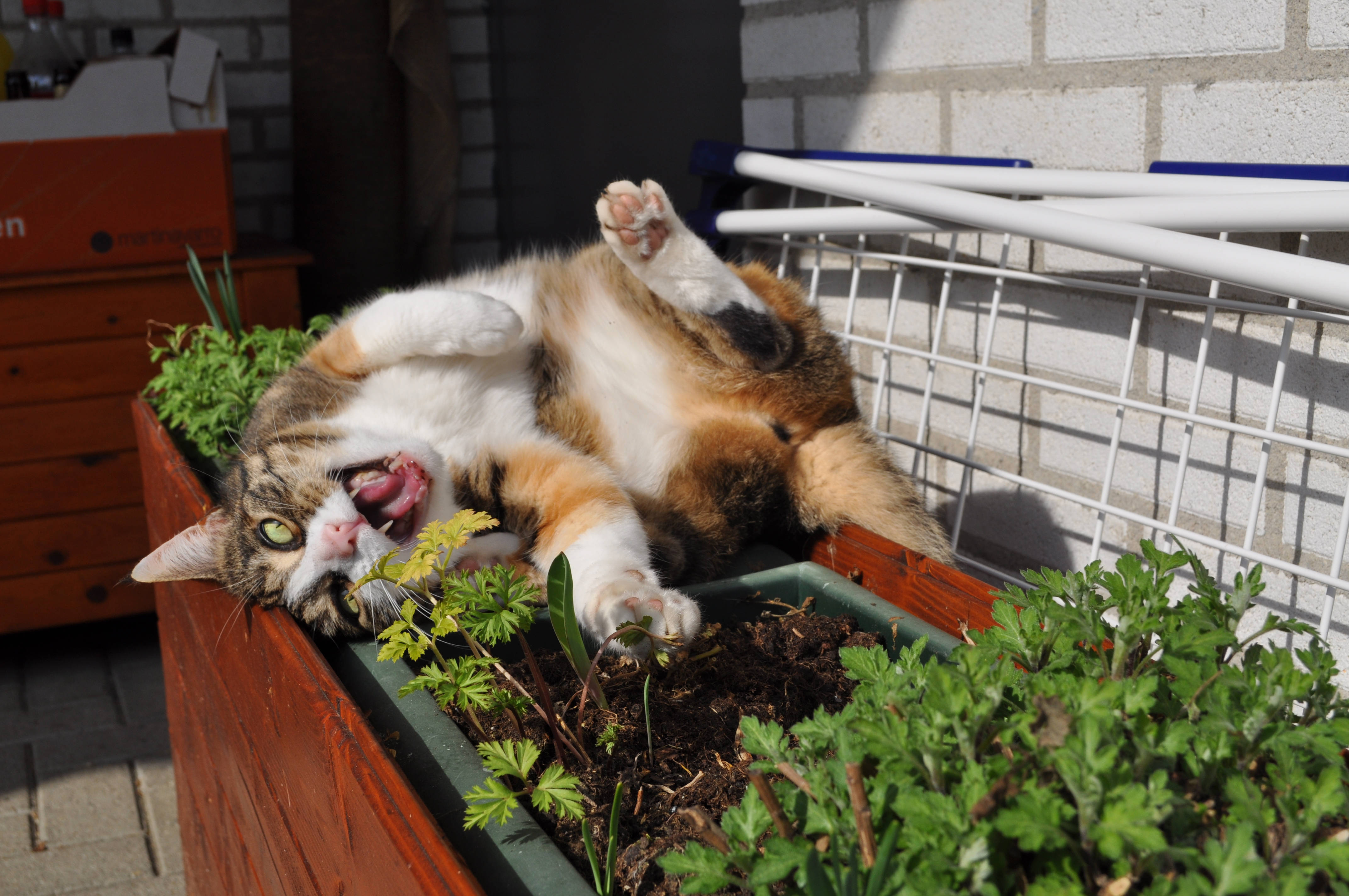 可爱三花猫在花箱上打哈欠 壁纸
