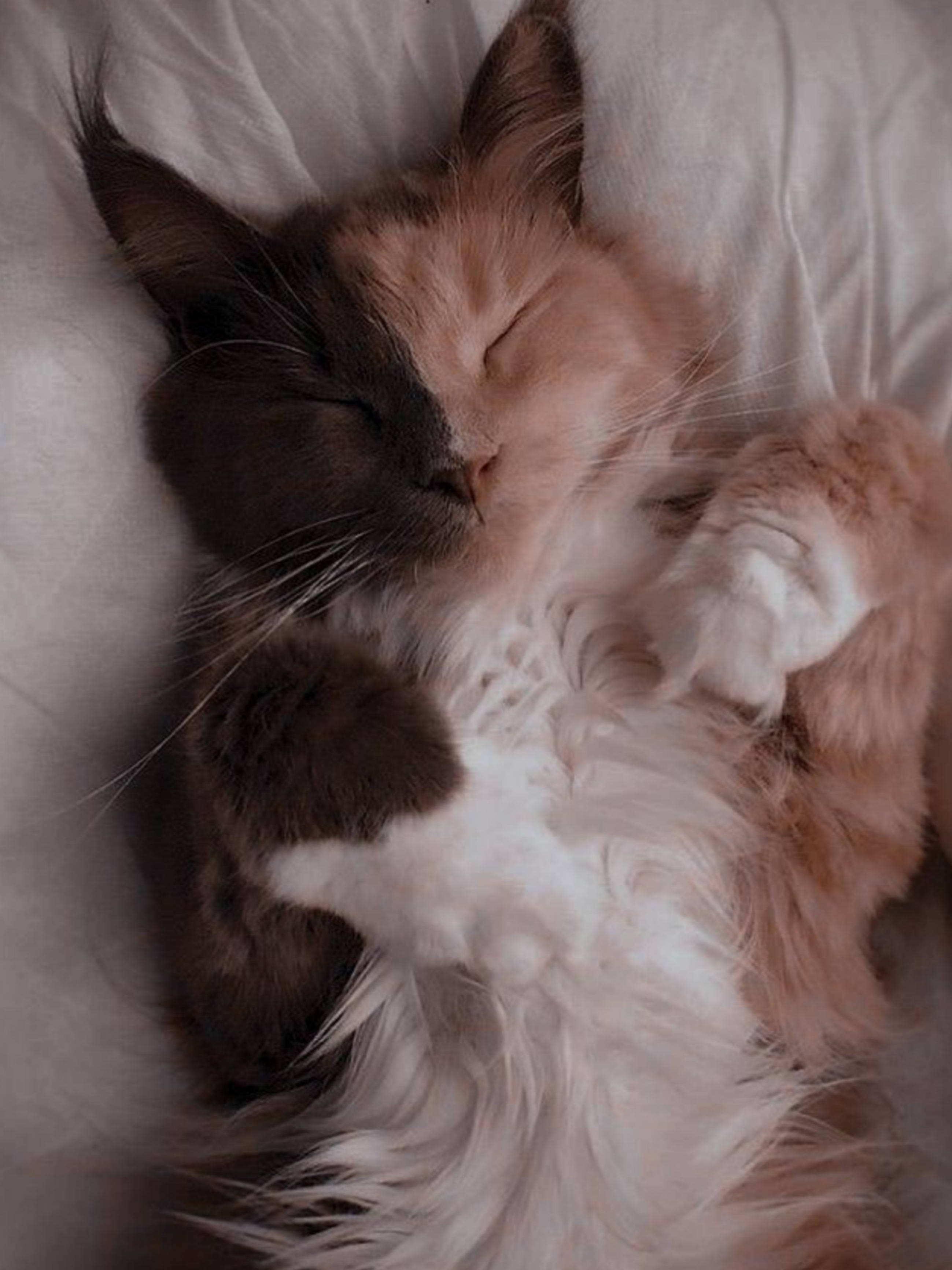 可爱三花猫睡眠美学壁纸 壁纸