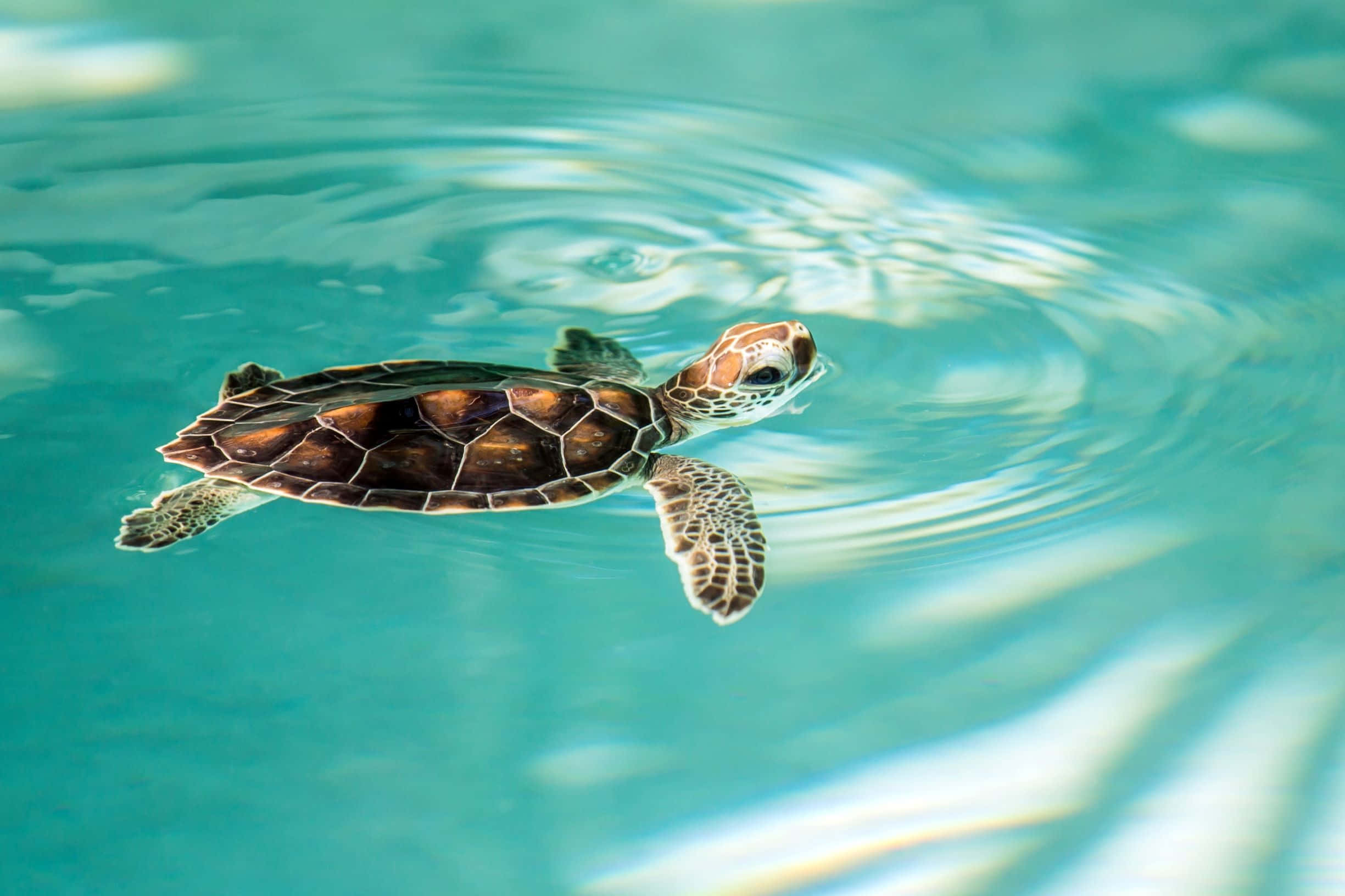 可爱乌龟在水族馆中游泳 壁纸
