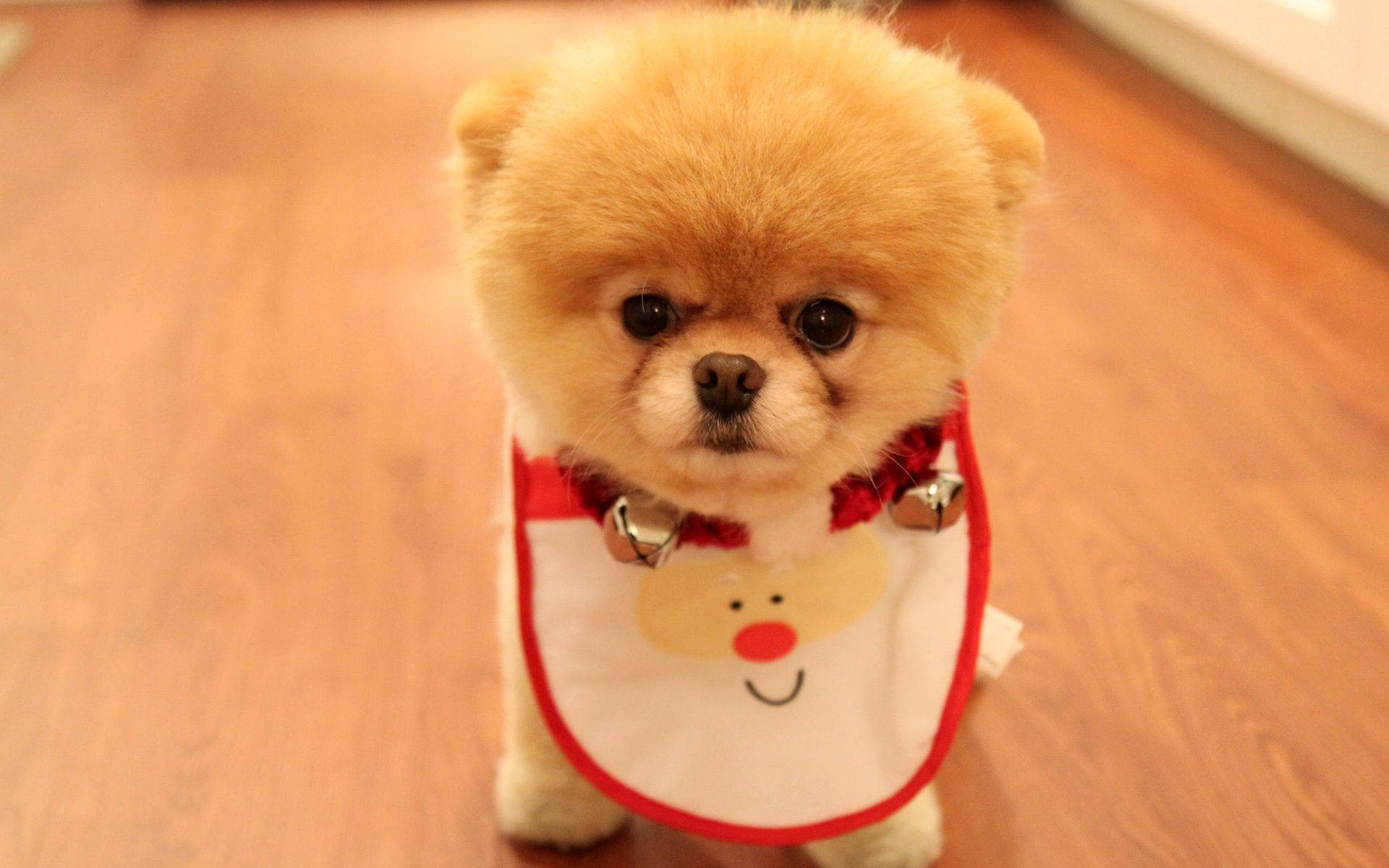 可爱博美犬圣诞围兜 壁纸