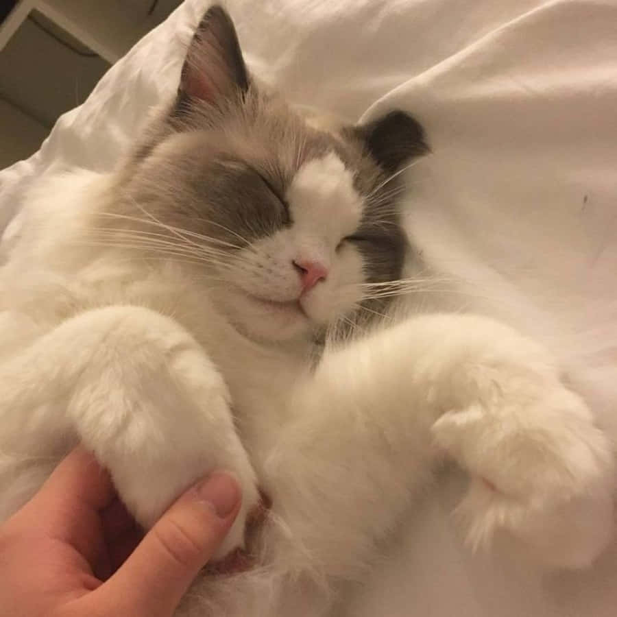 可爱又唯美的猫咪 壁纸