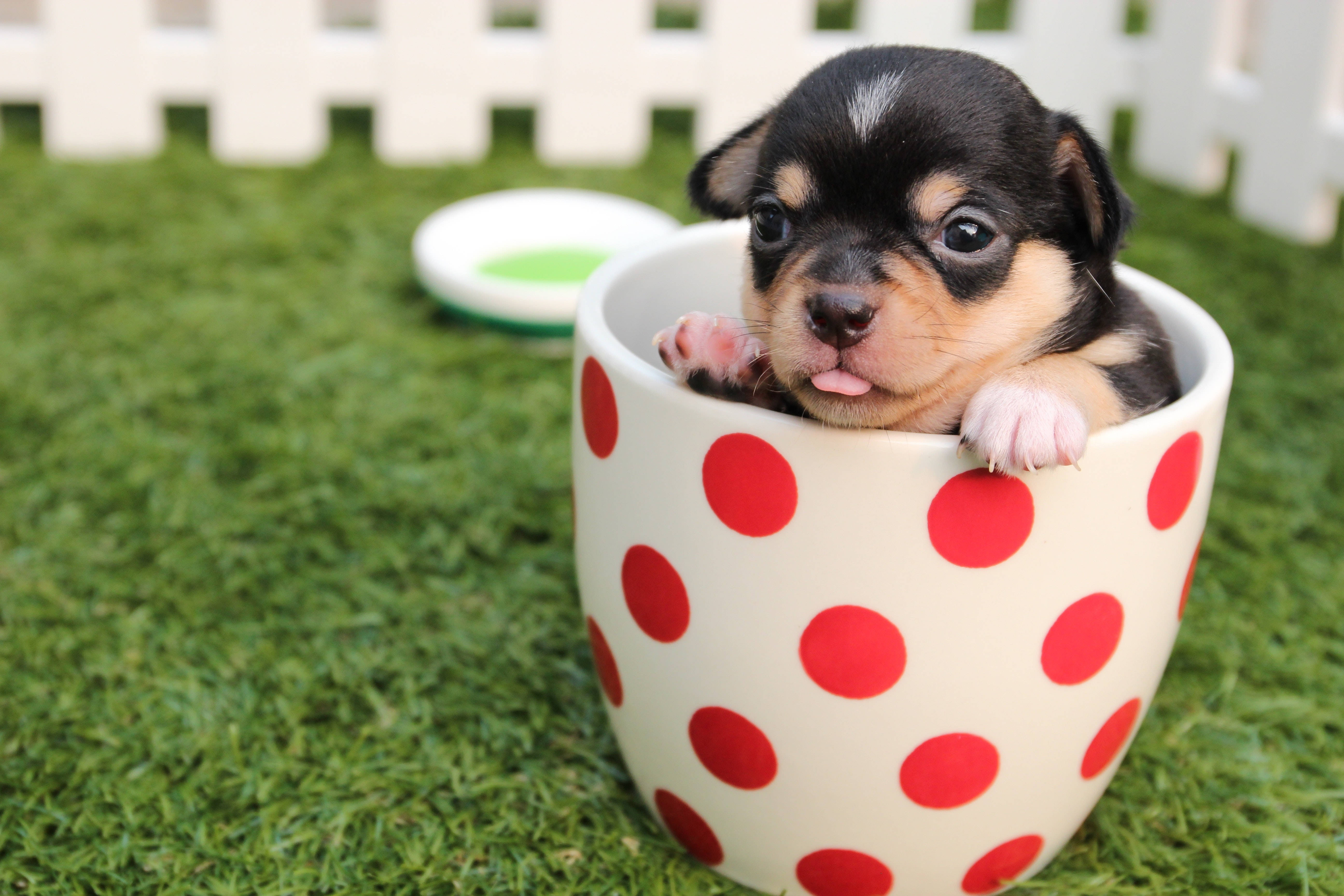 可爱吉娃娃幼犬在杯子中 壁纸