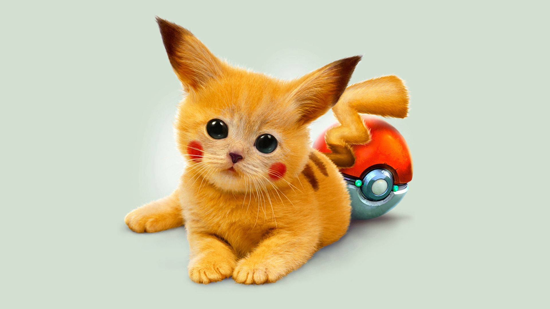 皮卡丘壁纸：一只被编辑成皮卡丘的猫，带有皮卡丘的尾巴和脸蛋。