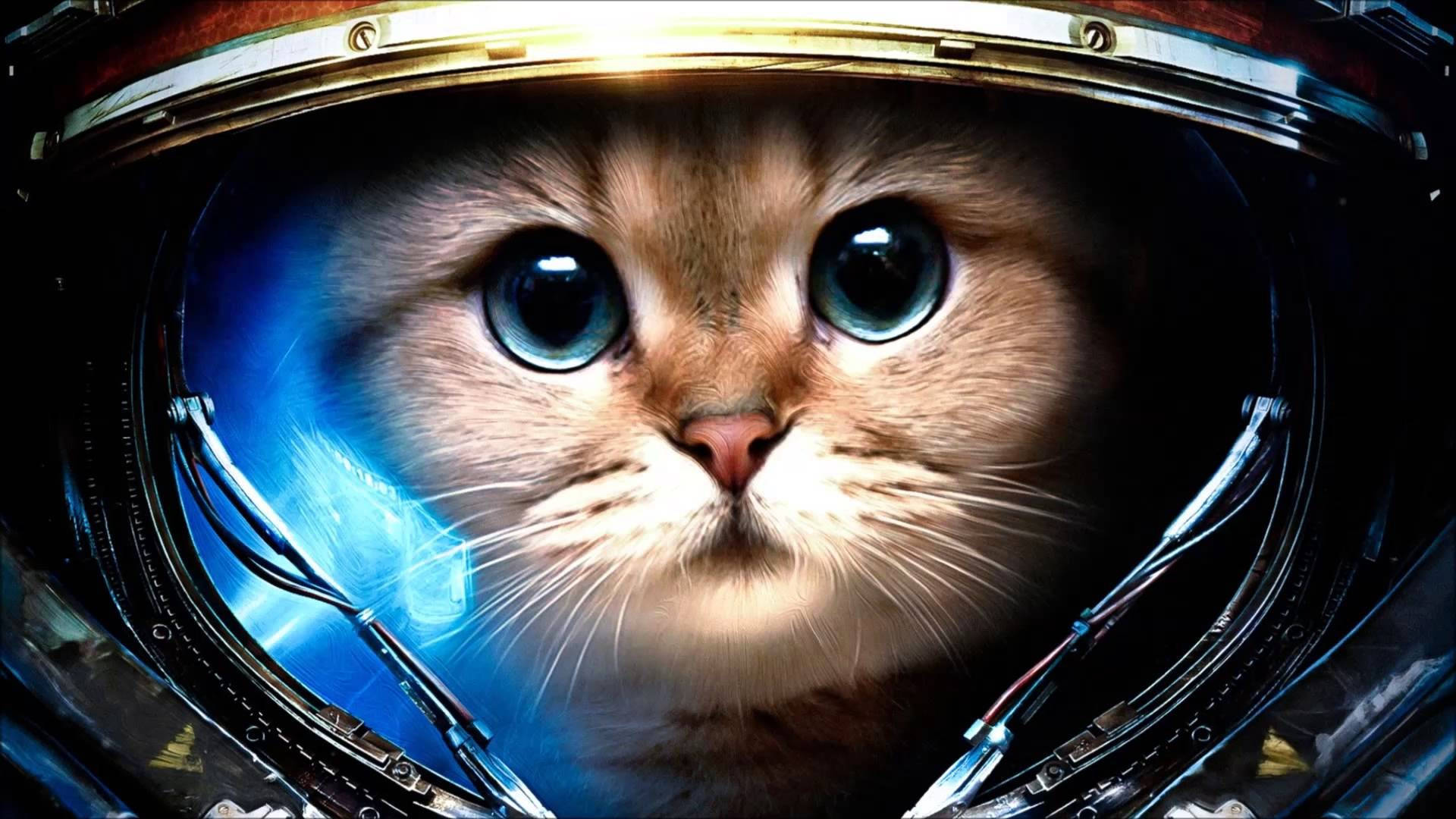 可爱宇航员猫咪电脑 壁纸
