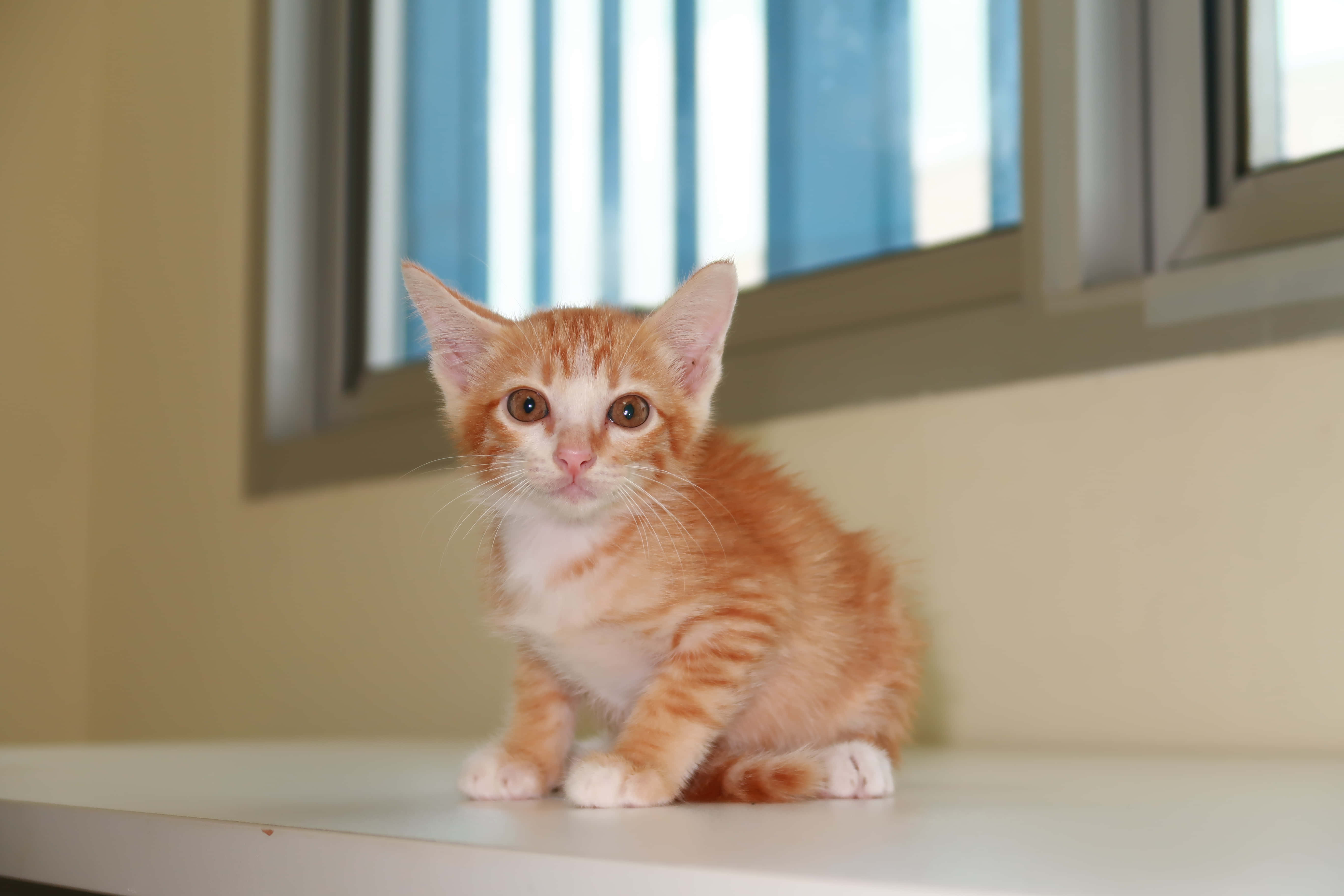 可爱小猫 壁纸