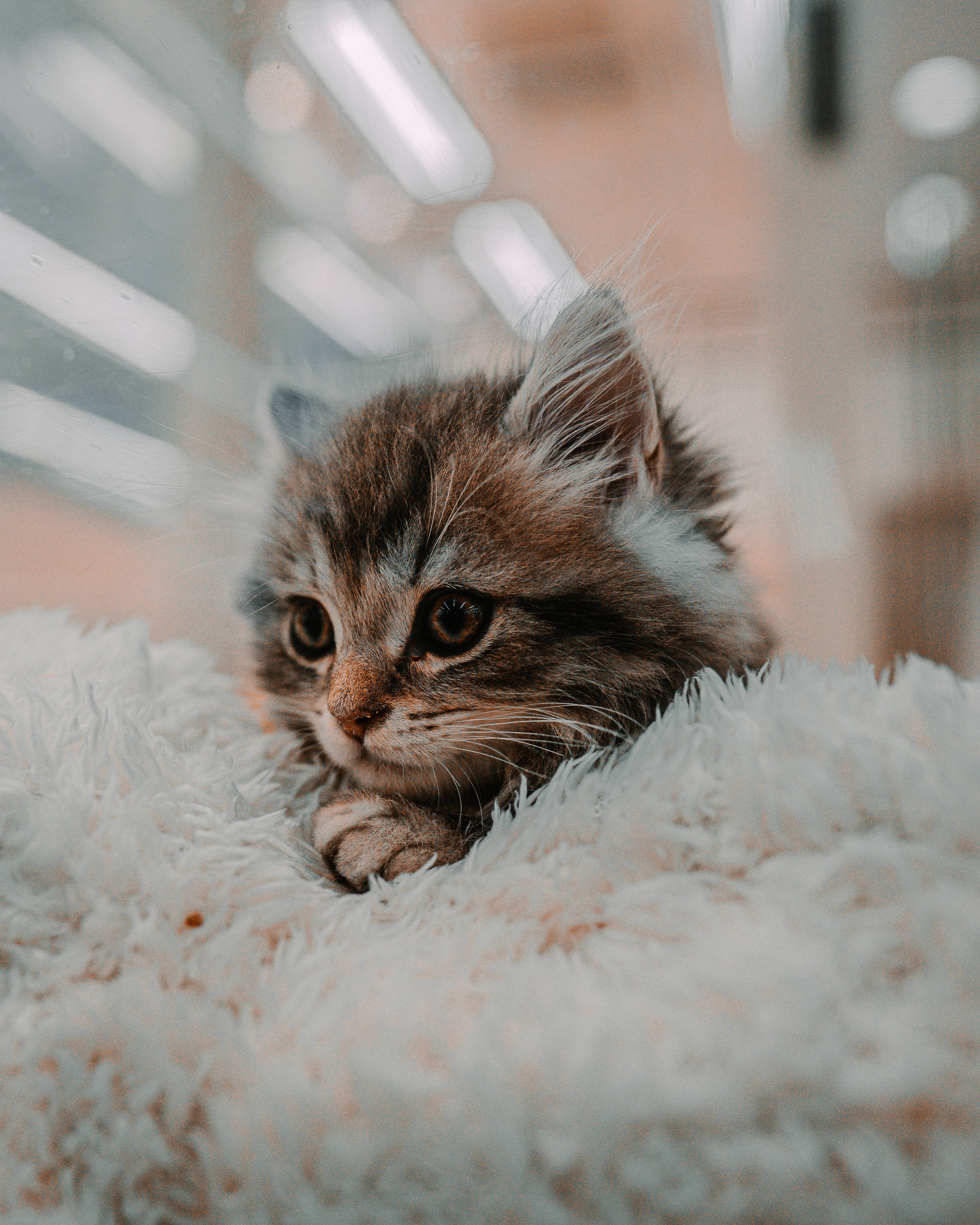 可爱小猫咪毛绒毯 壁纸