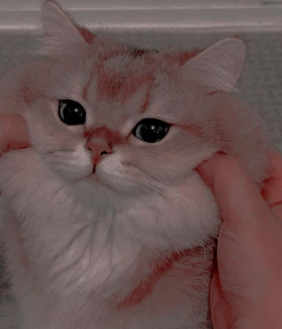 可爱小猫抱着泰迪熊 壁纸