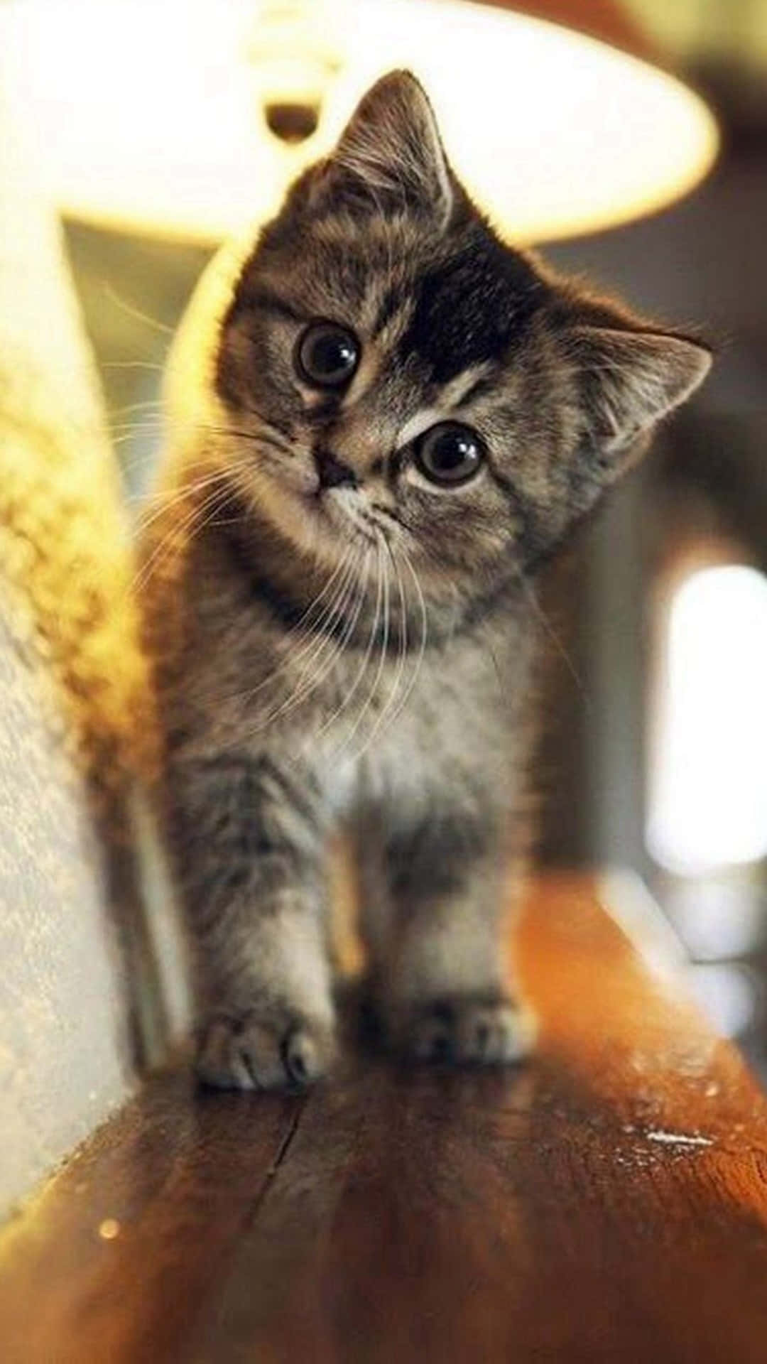 可爱小虎斑猫图片 壁纸