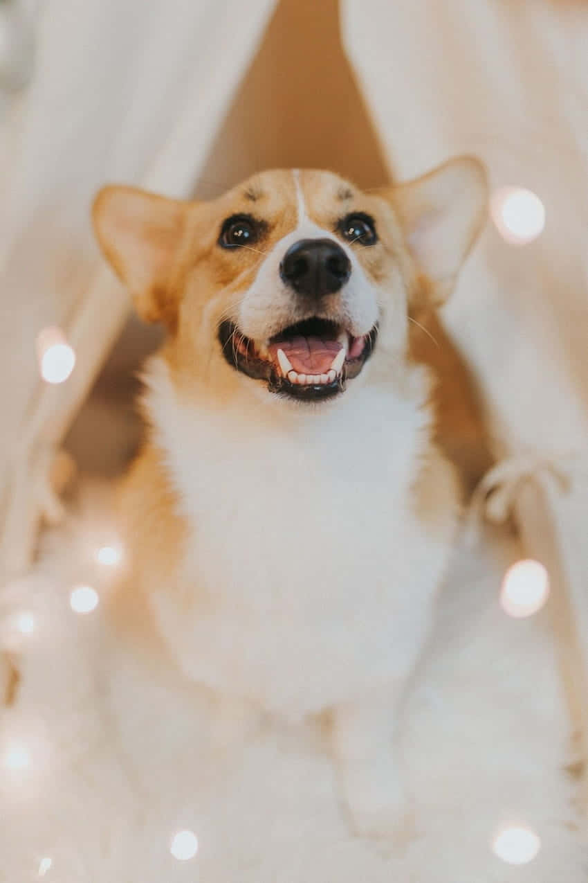 可爱彭布罗克威尔士柯基犬 壁纸
