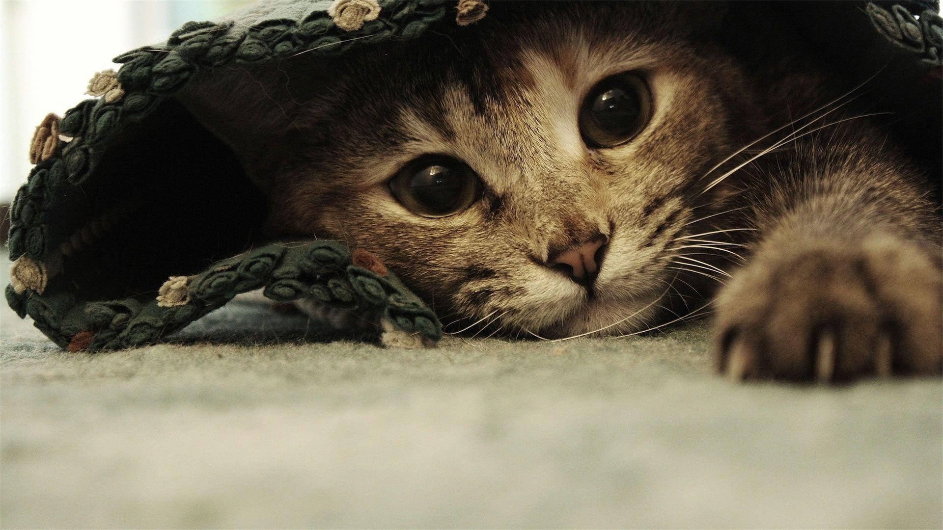 可爱搞怪猫咪躲在被单下 壁纸