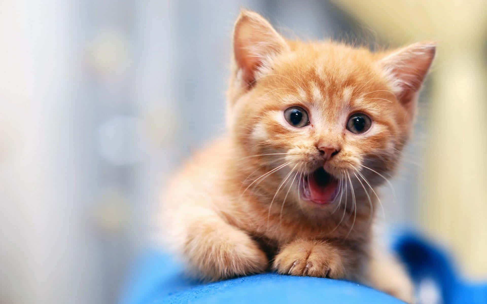 可爱搞笑猫咪张嘴呕吐反应图片 壁纸