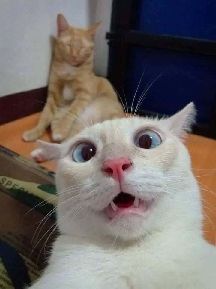 可爱搞笑猫咪自拍惊讶表情图片 壁纸