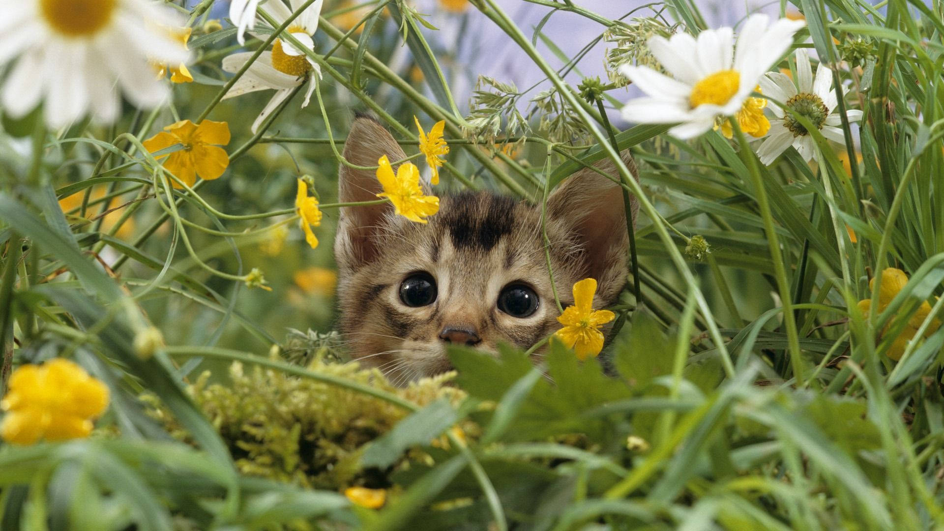 可爱春日小猫 壁纸