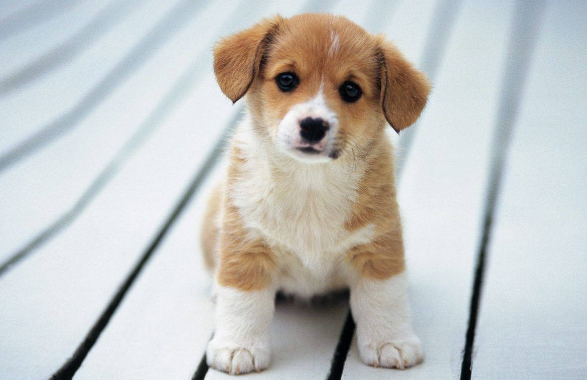 可爱柯基犬好奇表情 壁纸
