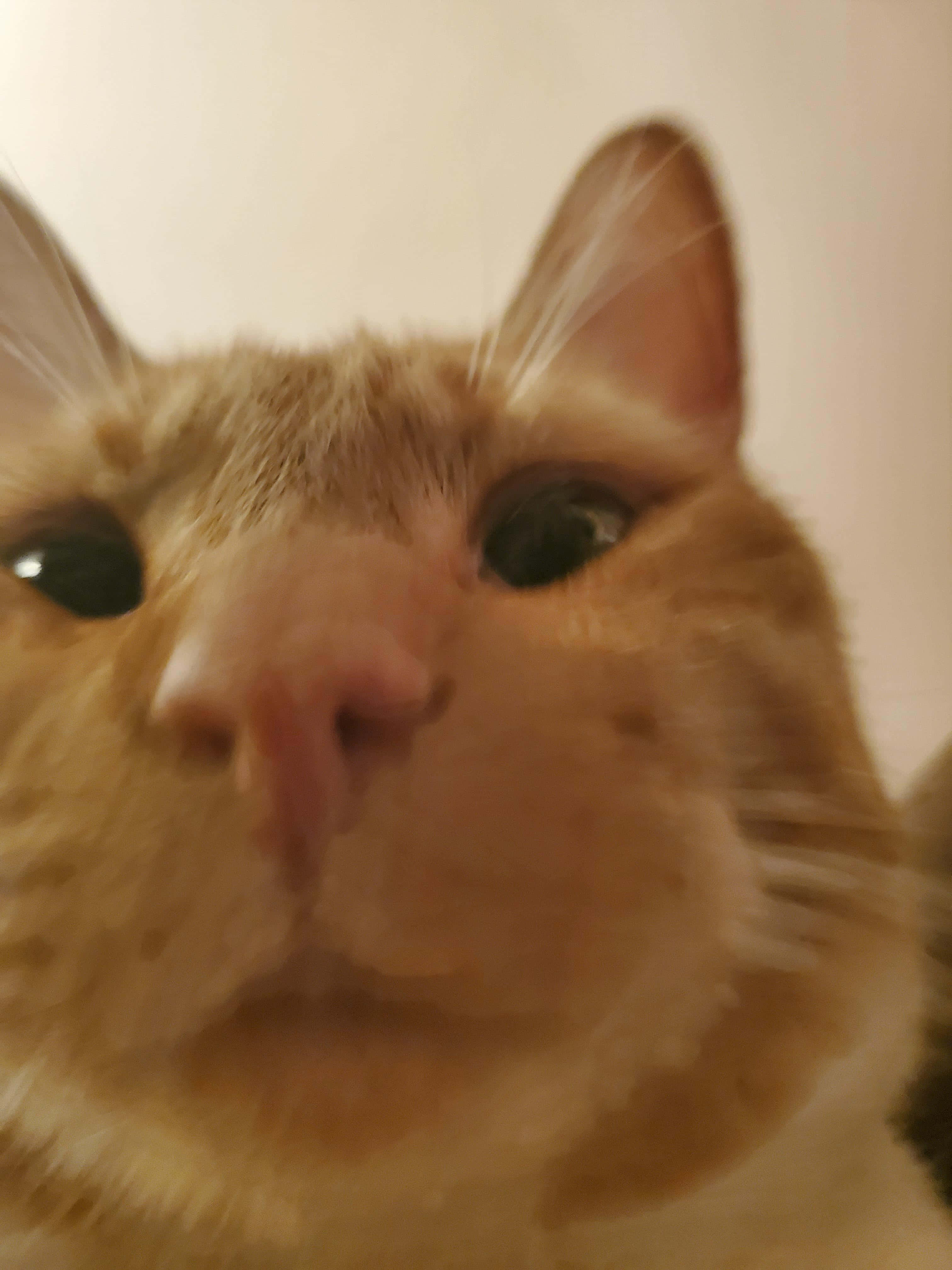 可爱橘猫大头贴 壁纸