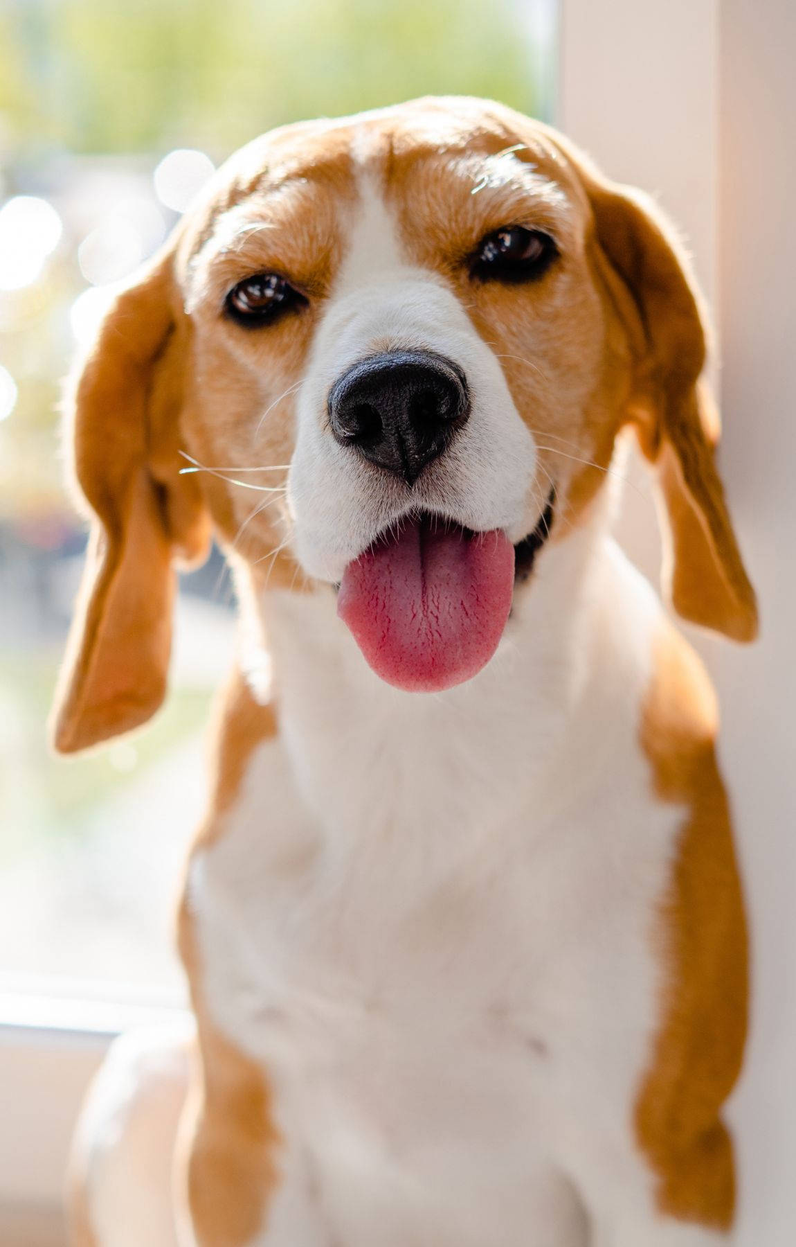 可爱比格犬吐舌头 壁纸